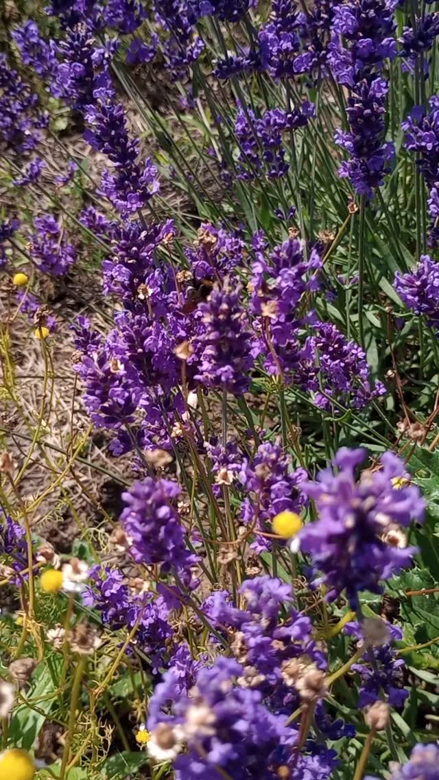 Es summt im Lavendel! 🐝🪻
