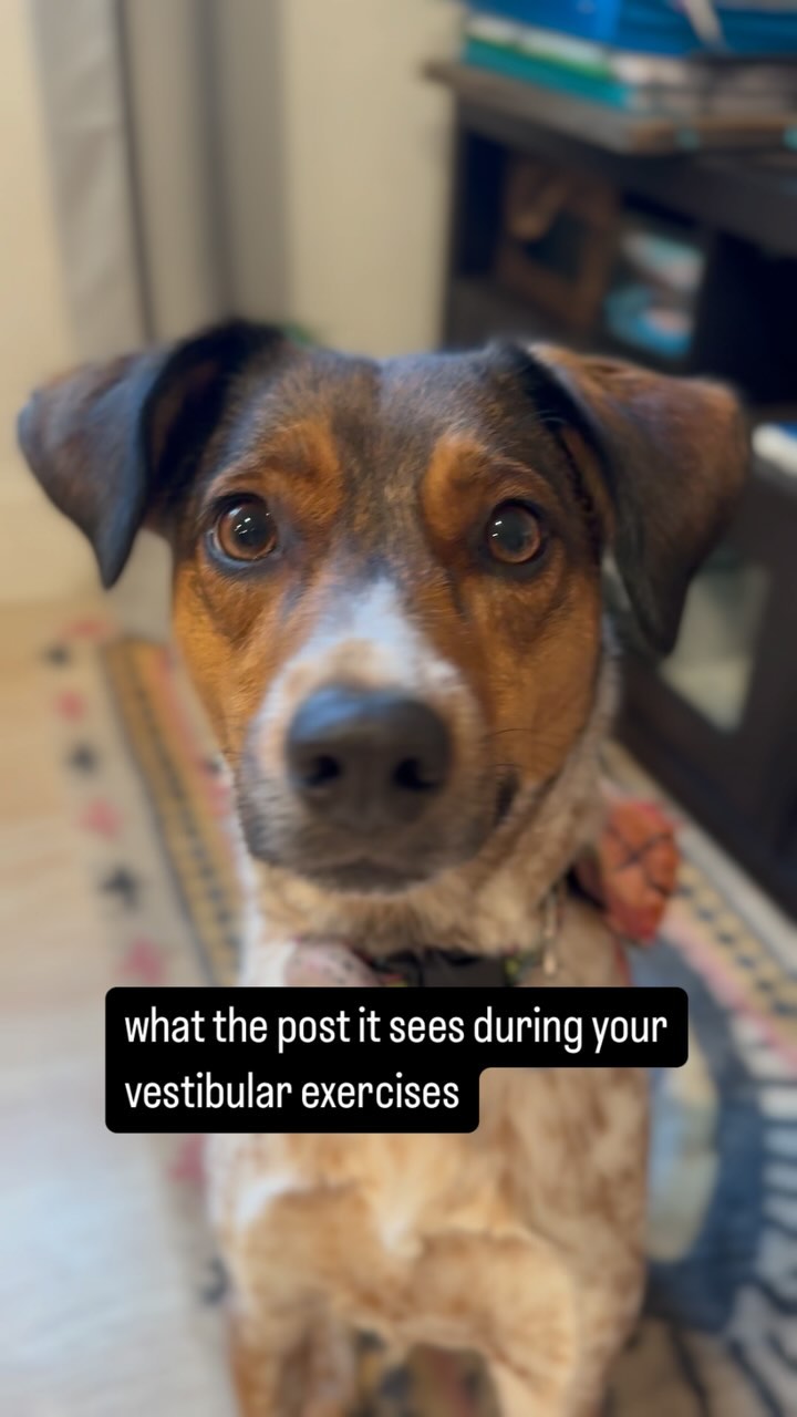 gaze stabilization but make it cute. don't worry the actors were compensated fairly with treats
#vestibularrehabilitation #neurorehab #vestibularmigraine #physicaltherapy #dizziness #dizzinessrelief