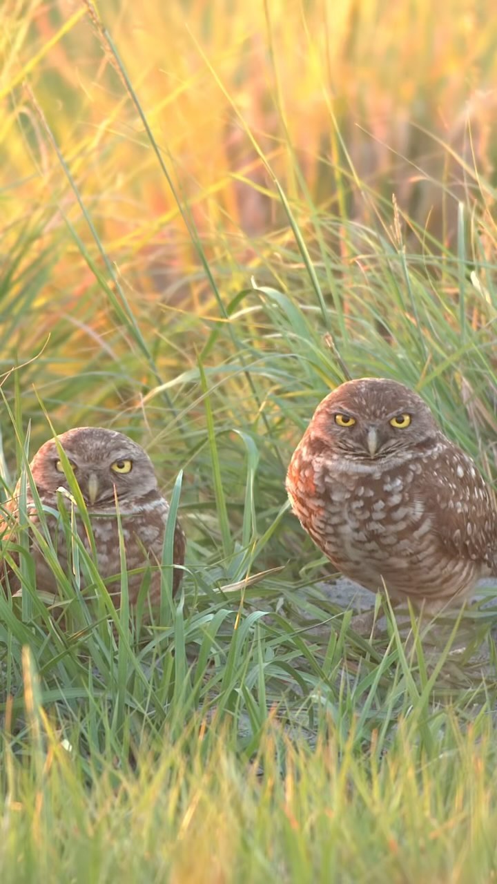 Our new film for @archboldstation ‘Three Reasons to Love Ranches: If You are a Florida Burrowing Owl’ is coming soon!
We reveal the curious lives of these little ground owls and the people who study them to better protect their grassland lifestyle. @BuckIslandRanch