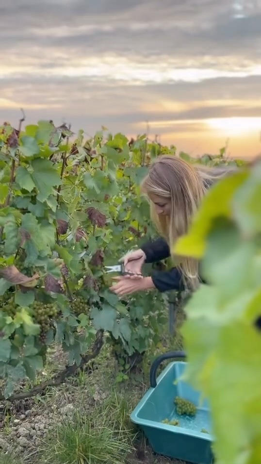 Derniers prélèvements avant les vendanges ✂️
On espère que les raisins tiennent jusqu’aux maturités espérées🤞🏻
#champagne #villersmarmery #chardonnay #montagnedereims #1ercru #margaine #amargaine #champagneamargaine #vendanges #vendanges2024 #vigneronne #winegrower #vigneron