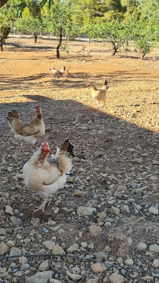 Nuestras gallinas Murcianas están aún en peligro de extinción.
Hace un año se le concedió a esta raza el sello de Raza 100% Autóctona, que reconoce aquellas razas de animales autóctonas de nuestra tierra y que se crían en régimen extensivo.
Los huevos de esta gallina tienen un sabor y texturas increíbles, por lo que son muy utilizados en alta cocina por su calidad.
Recuperar estas razas es recuperar las tradiciones, de respetar a los animales y la forma en la que viven y recuperar esos sabores de siempre sin artificios.
#gallinamurciana #huevosgourmet #regiondemurcia #razaautoctona #huevosecologicos #ganaderiaextensiva
