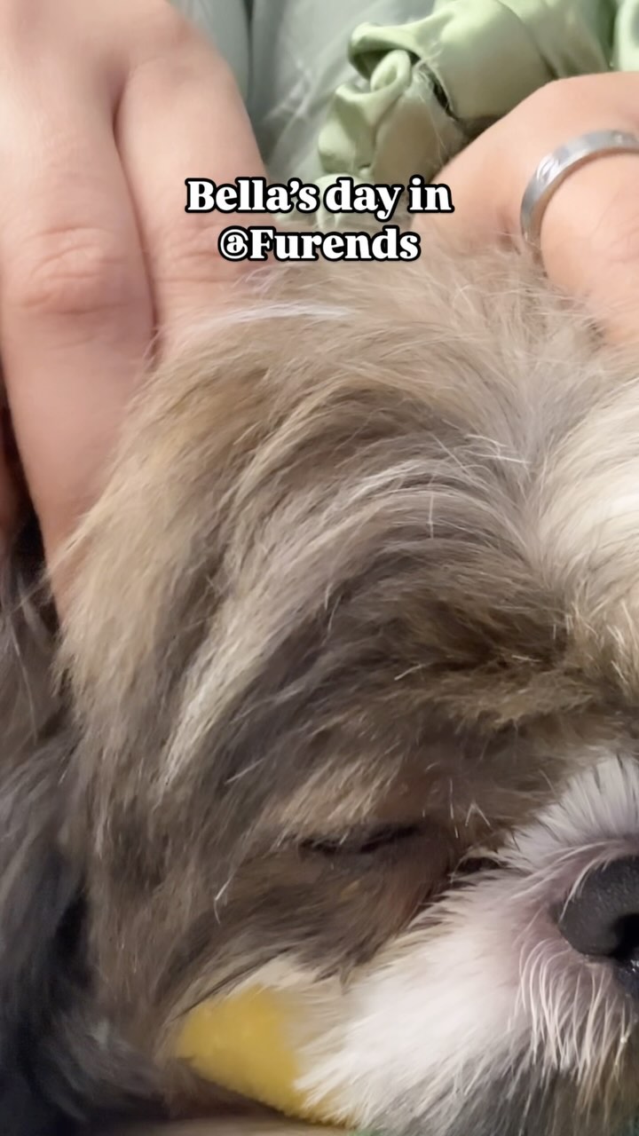 Perfect audio for our sweet Bella❤️🥰
We love pampering her and spoiling her ❤️❤️
(Cutedog,miniatureshihtzu,petcare,dogboarding,doglove,dogsofinstagram,trendy,dogs)