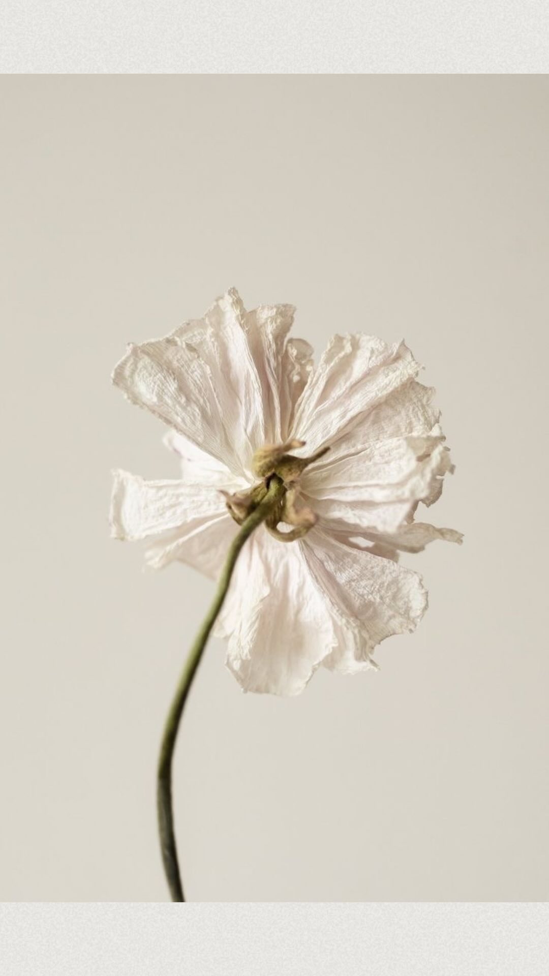 I got you holisticly covered!
Was ich an der Ayurvedischen Begleitung liebe? Sie betrachtet den Menschen ganzheitlich! Nicht nur ein Symptom, nicht nur eine Befindlichkeit, sondern uns in unserer Gesamtheit!
Warum? Weil wir ganzheitliche Wesen sind! Wir wirken nicht nur an einer Stelle. Alles ist miteinander verbunden!
Spätestens wenn du dir eine Ayurvedische Erstkonsultation gönnst und den zugehörigen Wellness Fragebogen ausfüllst wird dir klar, wie umfassend der Ayurveda uns, unsere Körper, unsere Gewohnheiten unseren Lebensstil und unseren Geist betrachtet.
Du hast Interesse dich ganzheitlich wohl zu fühlen? Dann schreib mir gerne für eine Erstkonsultation 🤍
AYURVEDA
WELLBEING
HEALTH
WOHLBEFINDEN