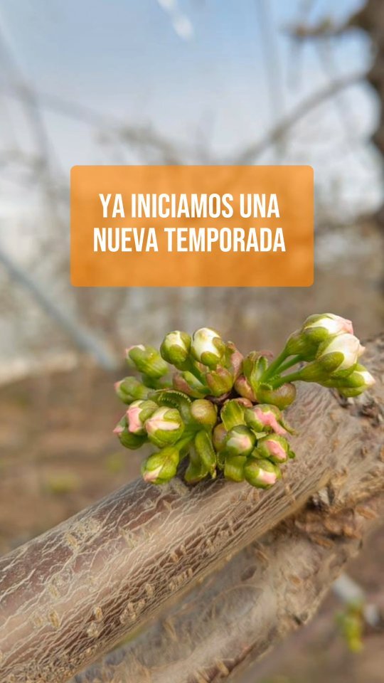 Nuestra estrategia de manejos permite adelantar la floración y obtener uniformidad y alta calidad de flores. Los invitamos a conocer nuestro sitio web www.onlycherries.cl donde podrán acceder a información relevante y actualizada para el cultivo de forma gratuita.
#agro #cerezas #chileagricola #agricultura #cherries #agrochile #cerezo #agronegocio #agroquimicos #mundoagro
