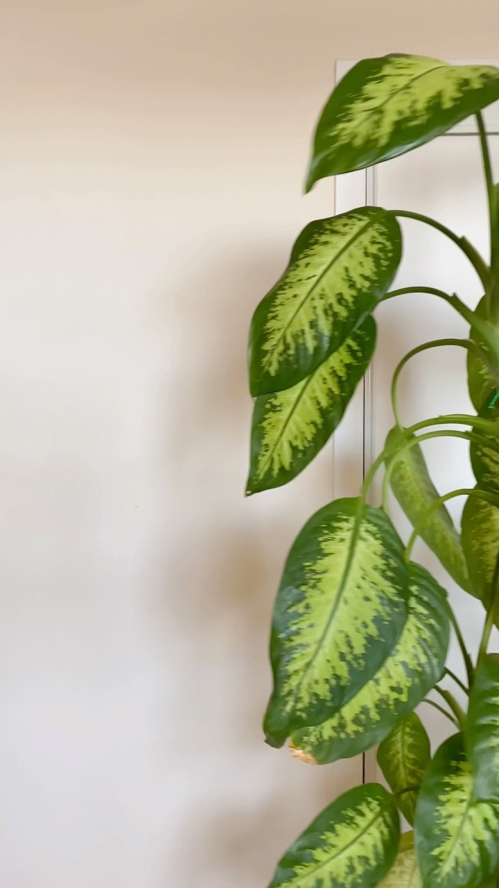 ALL GROWN UP!
When I first bought my Dieffenbachia ‘Tropic Snow’ it was small enough to carry home in my backpack.
Look at it now!
#BlackWomanPlantChronicles
#BWPC
#Dieffenbachia
#DieffenbachiaTropicSnow
#AllGrownUp