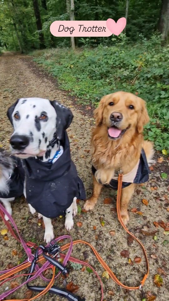 🐕 Une semaine chez Dog Trotter en 1 minute 🐾✨
Quel bonheur de les voir s'amuser ensemble, courir, jouer et partager autant de moments de joie ! 🥰
Leur bonne énergie est contagieuse, et chaque promenade est une nouvelle aventure! 🌳
C'est un privilège pour moi de les accompagner dans ces instants de liberté et de fun ! ❤️
#DogTrotter #BonheurCanin #DogWalker #luxembourg #servicespourchiens #chiensheureux #promenadespourchiens #copainschiens #letzebuerg #walk