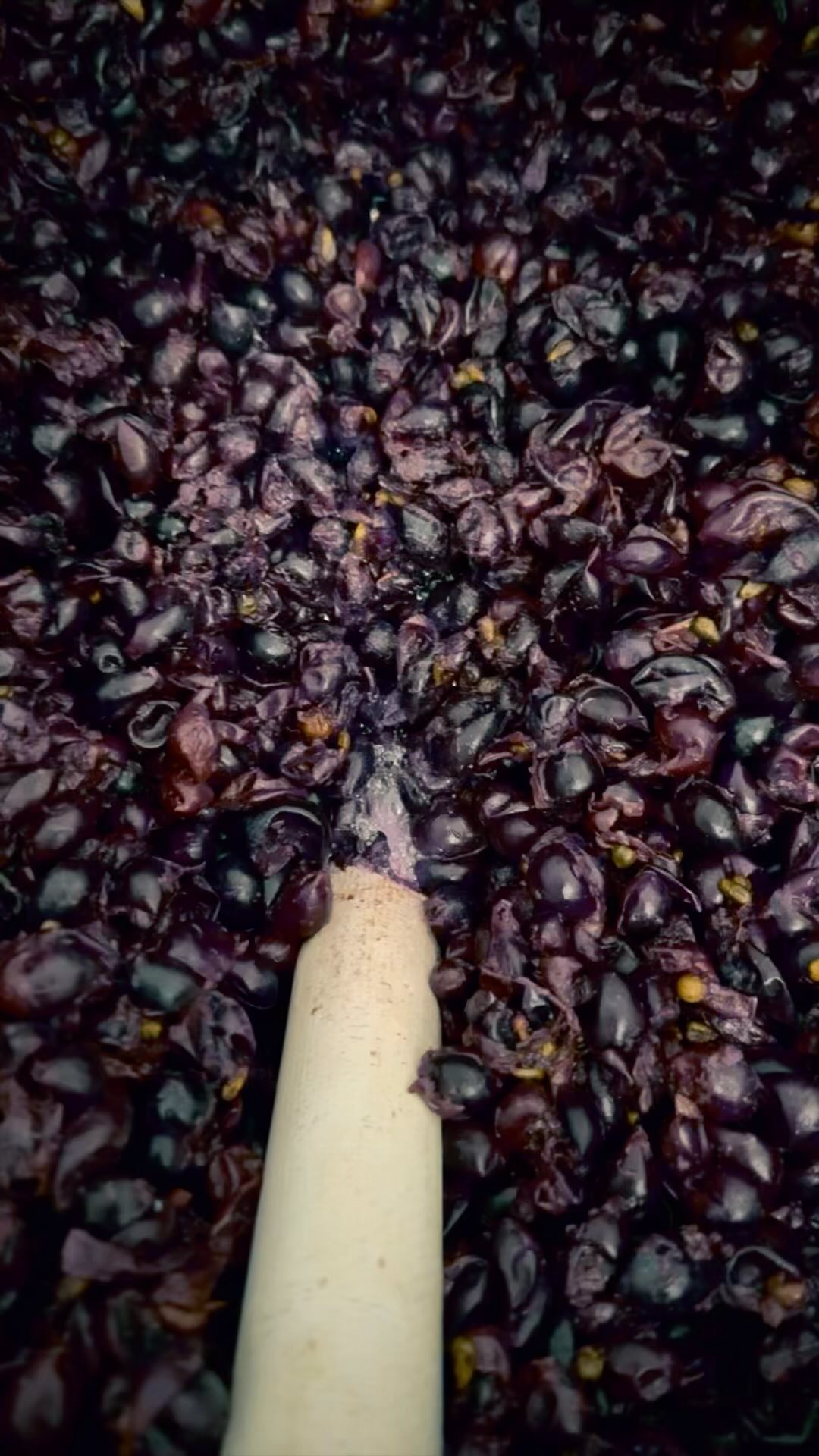 _Le cristal de la vie et de la mort
発酵中。ぷくぷく。とてつもない量の酵母が生きて、死んで、生まれて、生きて、を繰り返している。たくさんのいのちの生と死が詰まった結晶としてのワイン。
ぼくらはいのちの声に耳を傾けられているんだろうか。いのちは生きる。そして死ぬ。だのにいのちの声を聞けなくなったら、もうそれは死ぬ以前に、生と死を失うということでもあるんじゃないだろうか。
Fermenting. Bubbling. An immense number of yeasts are living, dying, being born, living again, and repeating the cycle. A crystal packed with the lives and deaths of so many beings. Are we able to listen to the voices of life? Life lives. And then it dies. Yet, if we lose the ability to hear the voice of life, could that be a loss of both life and death, even before dying?
【莉蕾|ReLive vine】
岡山県高梁市でぶどう農家をしている @itsuki_ll が、ワインの風景を歩んでいく日々を記録。現在樹齢と研修一年目。蕾から美しい花が生まれるように、いつの日か、この日々が、ワインやその先の風景に繋がっていくようにという祈りを込めて「莉蕾(りらい)」と名付けた。
ReLive vine with @itsuki_ll documents the daily life of a grape farmer in Takahashi City, Okayama, Japan, as they walk alongside wine. Currently in the first year of both vine age and training, the hope is to one day create grapes and wines that evoke the memory of the landscape. With a prayer that this will eventually lead to an unrecognizable landscape, the endeavor was named "ReLive vine".
#ワイン #農家 #醸造 #ぶどう #農業 #自然 #秋田犬 #甲斐犬 #岡山 #日本の風景 #Wine #Winemaking #Grapes #Farming #Nature #Akita #KaiKen #JapaneseLandscape #Vin #Vinification #Raisin #Agriculture #ChienAkita #ChienKai