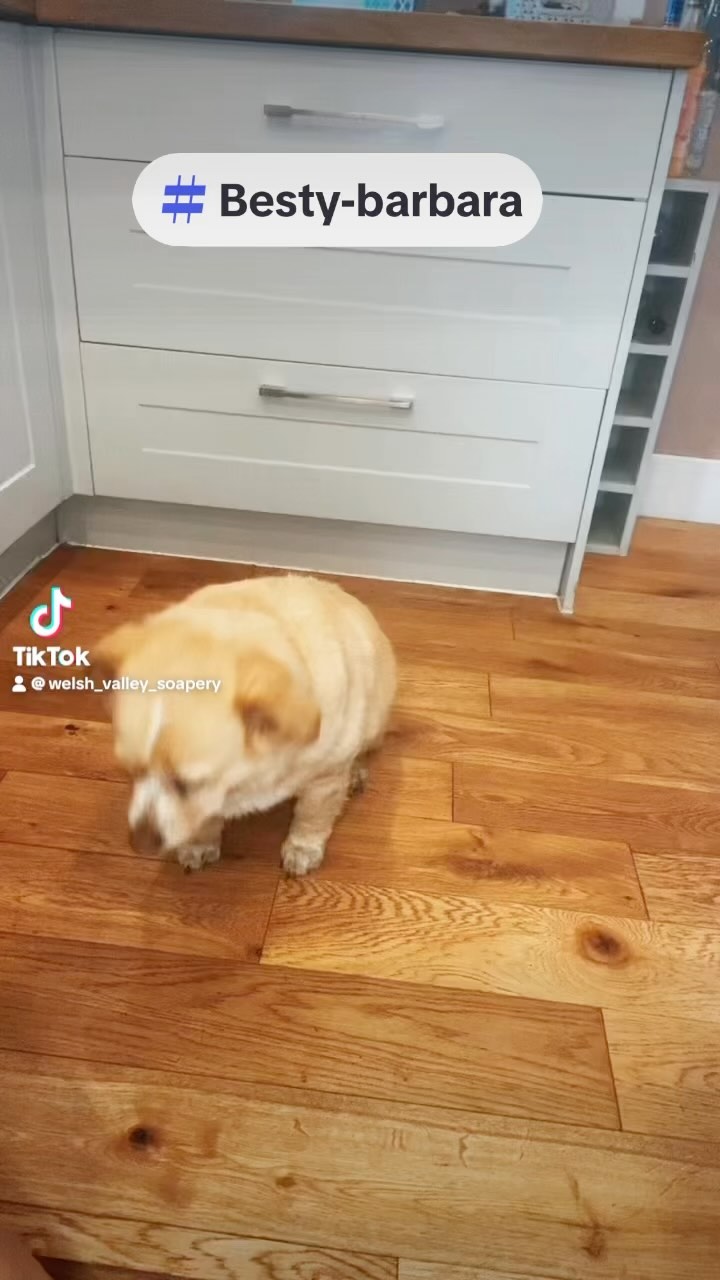 Hands in challange staring besty-barbara and doug-dawg #handsinchallange #funny #dogs #fyp #cute #paws #welsh #vegan #sundayvibes #fun #funnydogs #dogsoftiktok