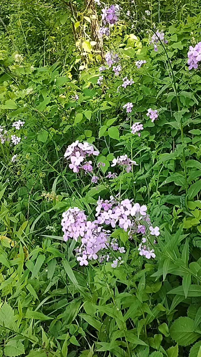 Nature calls!! Wait, no, that means something else! Folks, we are in PRIME Walk and Talk season! 🌞🌷 It is pleasant and lovely out there, and the trail is teeming with new life. What's Walk and Talk, you ask? It's a fun and evidence-based way to have your usual therapy session out on a local trail!
Want to learn more or book one? Let me know! 😎 See you soon! 💕