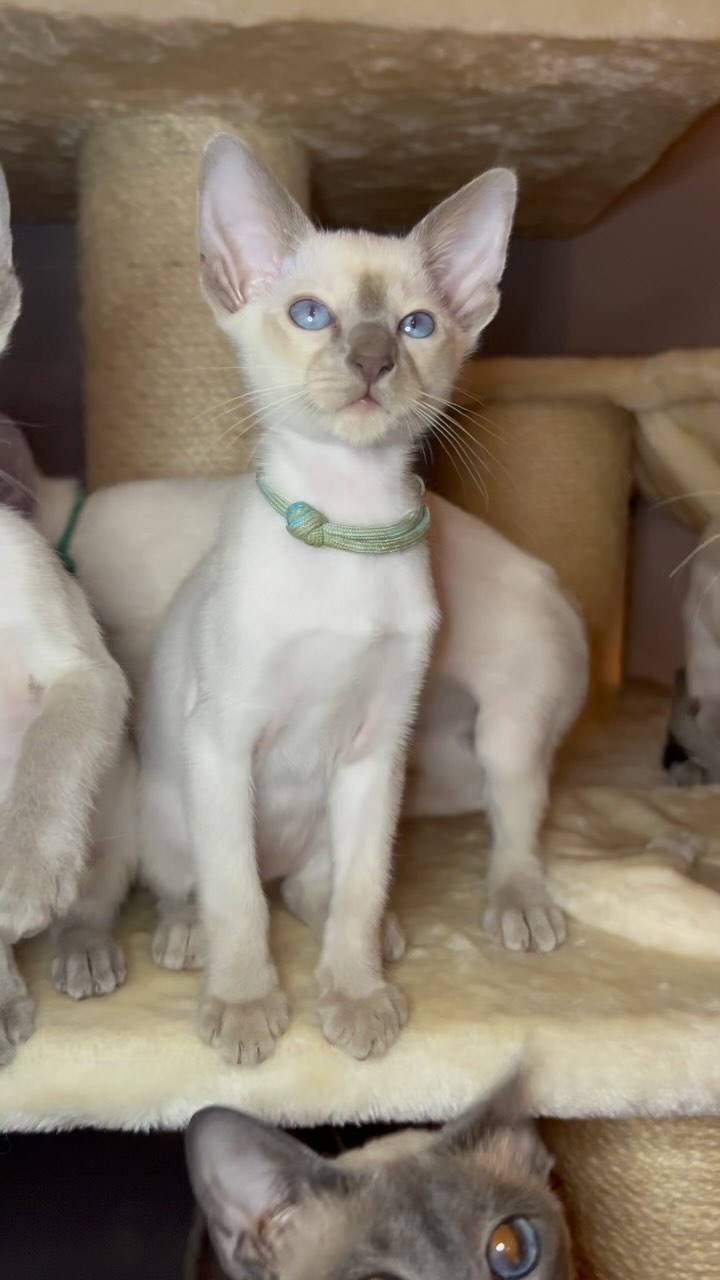 Athena’s babies are nearly 11 weeks old 🥹
.
.
.
.
.
.
.
#gccfcats #siamese #siamesecat #siamesecatsofinstagram #oldstylesiamese #cat #cats #catsofinstagram #catstagram #kitten #kittensofinstagram #catoftheday #kittenoftheday #pet #petstagram #petlovers #catlover #catlife #instapet #instacat #siamesecatlovers #meezer #meezersofinstagram #surrey