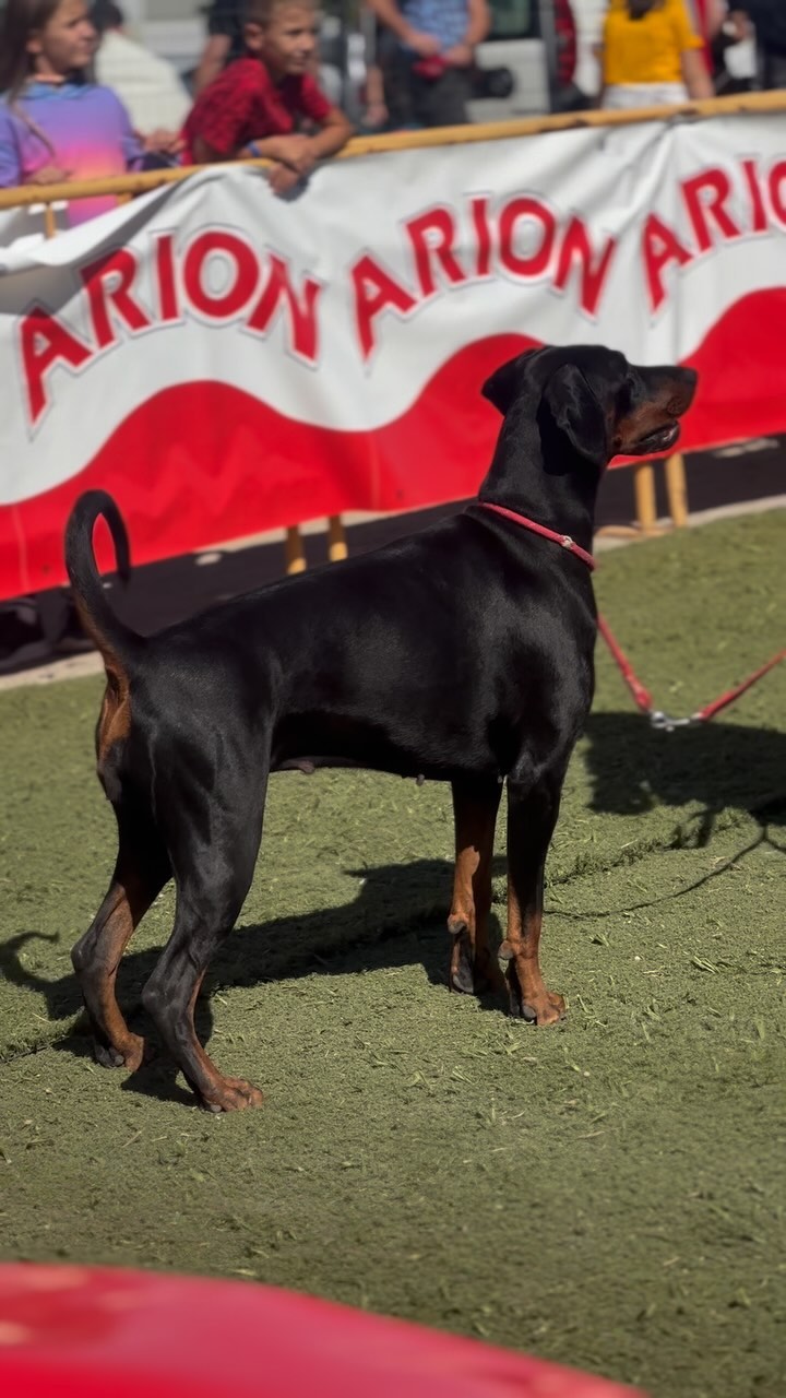 ¡Os traemos un resumen de la exposición canina a la que fuimos ayer en Tàrrega! 🐾
Sultán y Grey pasaron el reconocimiento de raza, ¡listos para presentarse a la próxima prueba de trabajo de IGP! 💪
~
#dogtraining #exposicioncanina #tàrrega #pastorholandes #malinois #doberman #dogoargentinos #rottweillers #caninacatalana