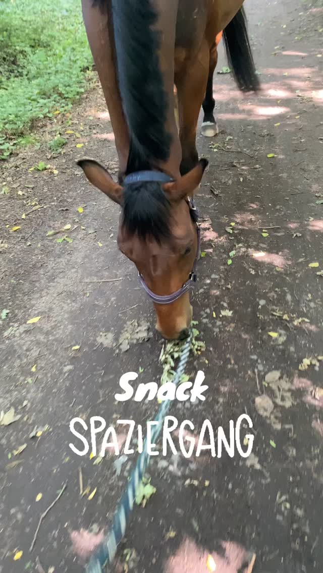 🌿 Snack-Spaziergänge mit dem Pferd – gemeinsam unterwegs, natürlich fressen lernen 🐴🍀
Kennst du das auch? Dein Pferd will bei jedem Ausritt erstmal was fressen – und du denkst dir: Schon wieder stehenbleiben?
Aber was wäre, wenn genau dieses Verhalten gar kein Zeichen von Ablenkung ist – sondern ein echtes Bedürfnis?
🌱 Snack-Spaziergänge oder auch Fressspaziergänge sind mehr als ein netter Zeitvertreib. Sie bieten deinem Pferd nicht nur Abwechslung im Alltag, sondern…
🦠 … versorgen es mit frischen Pflanzenstoffen und Mikroben für ein vielfältiges Darmmikrobiom
🌿 … fördern das natürliche Such- und Selektionsverhalten – Wandern & Fressen, wie die Natur es vorgesehen hat
🧠 … trainieren das selektive Fressen durch postingestives Feedback – ein Pferd kann über das ganze Leben lernen, was ihm guttut
👣 … bringen euch gemeinsam in Bewegung & Achtsamkeit – ganz ohne sportlichen Leistungsdruck
🔍 Wichtig dabei: Du musst kein Pflanzenprofi sein – aber achte darauf, was dein Pferd frisst.
Ich nutze zum Bestimmen die App @Flora Incognita – eine tolle, kostenfreie App, mit der du unterwegs Pflanzen sicher erkennen kannst.
⚠️ Wo du NICHT snacken solltest:
🚫 Direkt an Straßen (Abgase, Mikroplastik)
🚫 An Feldern (Düngemittel, Herbizide!)
🚫 In Vorgärten oder Wohngebieten ohne Absprache
💚 Für dich und die Natur:
Bitte nicht alles abgrasen lassen – schütze Rückzugsräume und gib der Natur Zeit zur Regeneration. Viele Pflanzen sind Lebensraum und Nahrung für Wildbienen, Insekten, Vögel und andere Tiere
Pflanzen, die du aktuell entdecken kannst:
Löwenzahn, Giersch, Spitzwegerich, Brombeer- und Himbeerblätter, Pappel, Brennnessel, Disteln, Espe, Nelkenwurz … und viele mehr! 🌿
🧺 Wenn du keine Möglichkeit für Snackspaziergänge hast, kannst du deinem Pferd auch frische Zweige & Kräuter mitbringen ☺️
💬 Hast du schon mal einen Snack-Spaziergang gemacht? Was frisst dein Pferd besonders gern?
💾 Speichere dir den Beitrag als kleinen Reminder – oder markiere jemanden, mit dem du demnächst mal losziehen willst!