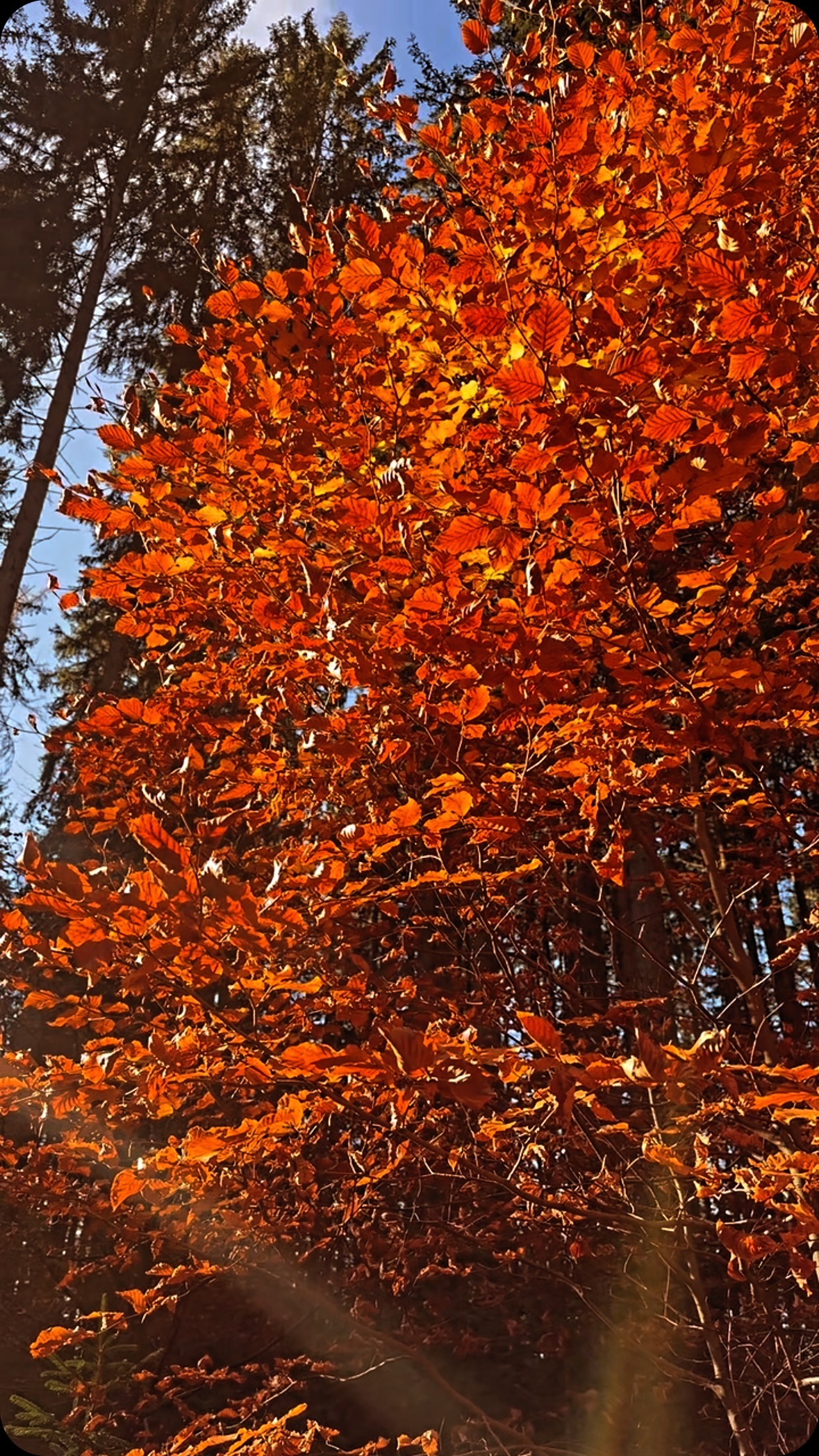 🍂 Der Herbst ist da und zeigt sich von seiner schönsten Seite! 🌞
🍂 Wusstest du, dass sich Bienen im Herbst auf ganz besondere Weise auf den Winter vorbereiten? Sobald es kälter wird, kuscheln sie sich eng aneinander und bilden eine „Wintertraube“ im Bienenstock. 🐝💛 Durch diese Formation halten sie gemeinsam die Wärme – im Inneren der Traube bleibt es kuschelige 20 bis 25 Grad warm, egal wie frostig es draußen wird.
*
*
#Herbstzauber #Bienenwunder #BioImkerei #Naturliebe #Herbstfarben #Bienenwissen #Bienenleben #Waldspaziergang #Imkernatur #Bienenstock #Honigliebe #Imkerwissen #Bienenwärme #Wintervorbereitung #Naturschutz #RegionalerHonig #Herbstgenuss #Bienenfreunde #Naturfaszination #Honigwissen #TeamarbeitNatur #Imkerleben #Honigernte #Bienenfaszination #Herbstmomente #österreich