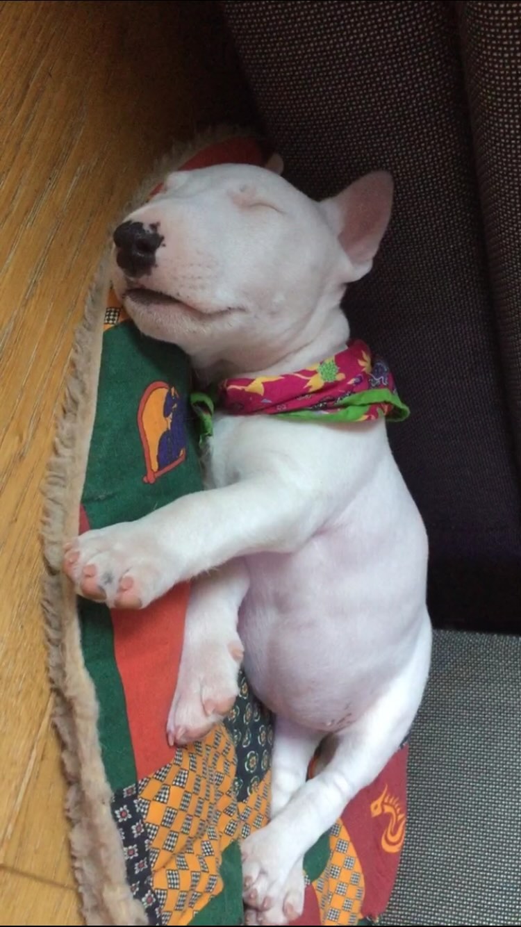 Tens menys de 30 anys i acabes d'adoptar un 🐶🐾🐱?