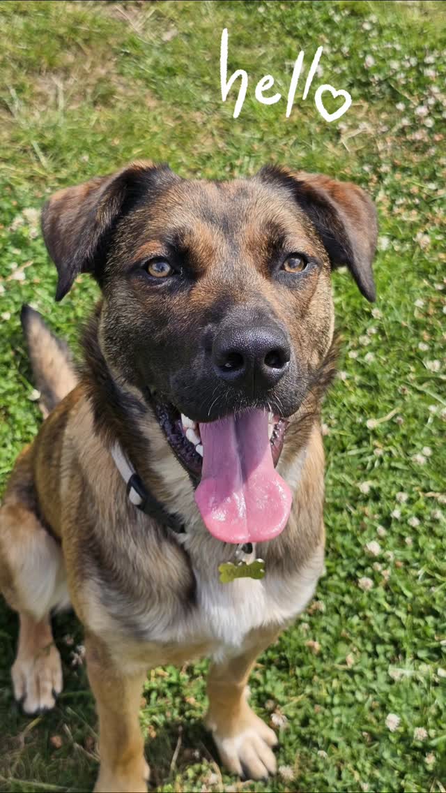 Welcome to Wally on his trial day! Such a handsome boy. He had a blast making friends and having a run around 🐾