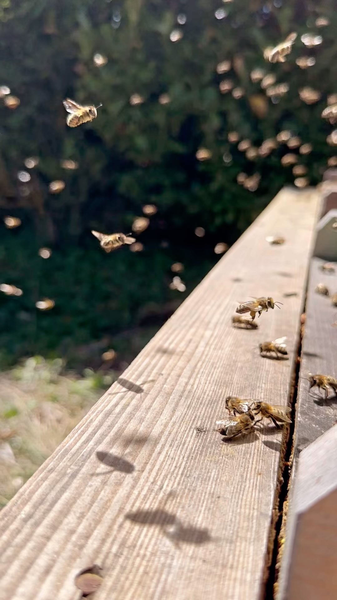 Es ist so wichtig, unsere Bienen zu schützen! 🐝 Ohne sie wäre unser Ökosystem aus dem Gleichgewicht. Wusstet ihr, dass eine einzige Biene im Laufe ihres Lebens nur etwa einen Teelöffel Honig produziert? 🍯 Die Natur ist voller faszinierender Wunder – und Bienen spielen eine zentrale Rolle. 🐝🌸 Hier zeigen wir euch einen kleinen Einblick in die Welt eines Bienenstocks.
*
*
#Bienen #BeeProtection #RettetDieBienen #NaturWunder #Honigbienen #Bienenstock #Bienenretten #SaveTheBees #NaturSchützen #Ökosystem #InsektenSchutz #Umweltschutz #Bestäuber #BeeFacts #BienenFreunde #Artenvielfalt #BienenWissen #BienenFakten #Nachhaltigkeit #BienenRetter #BienenLeben #Biodiversität #NaturErleben #WildlifeConservation #LebensraumSchützen #Bienenkraft #BienenAlltag #Naturschutz #WeltDerBienen