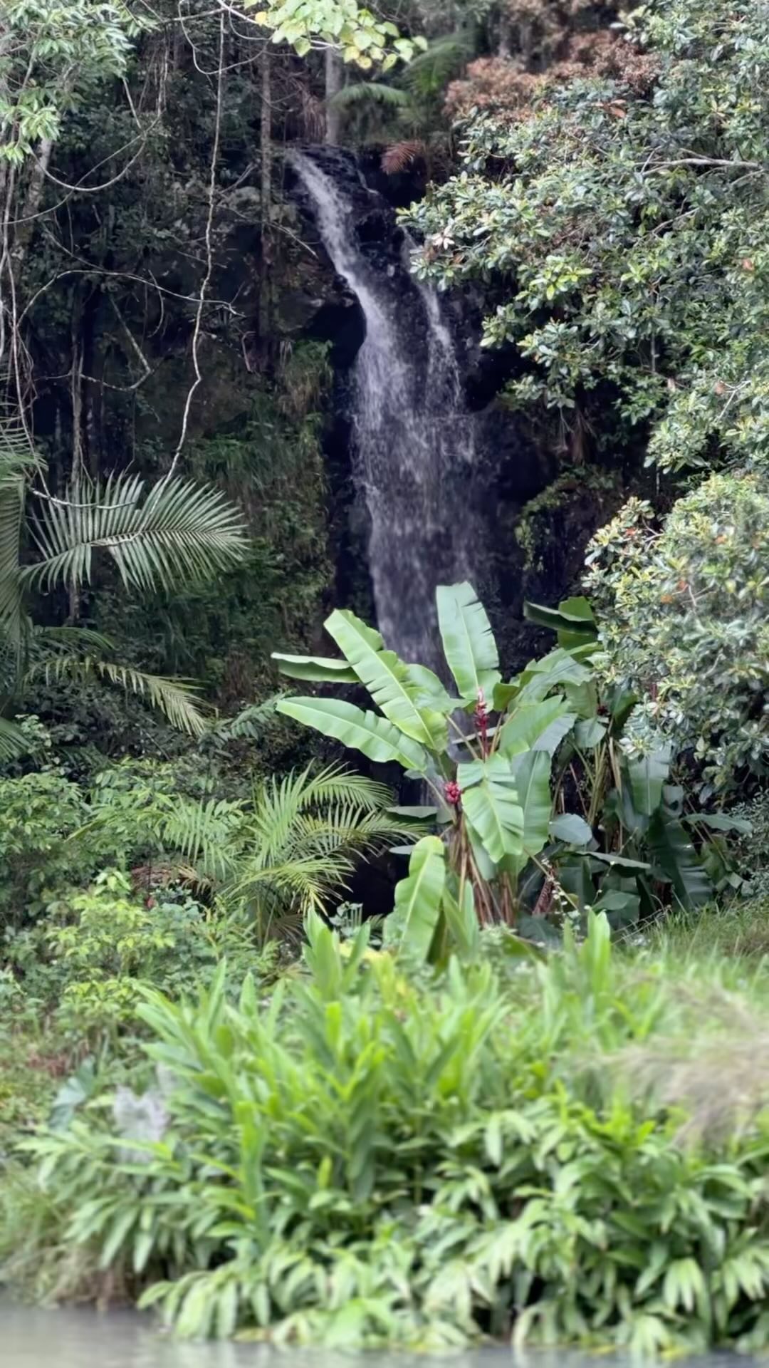 My morning routine. Nature, family and nutrition. Water has been my backbone. Family my everything. Nutrition my secret passion. Melrose Health have been a staple in my pantry for the last 8 years, ever since I came across their MCT. I’m over the moon to now be an ambassador and to be working on their future lab range, exciting things to come, including some awesome episodes of our Future Lab podcast.