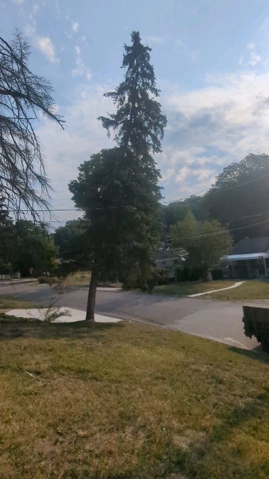 All 4 trees were removed this past week in Pleasant Hills, PA #treeservice #treeremoval #treepruning #stumpgrinding #arboristsofinstagram