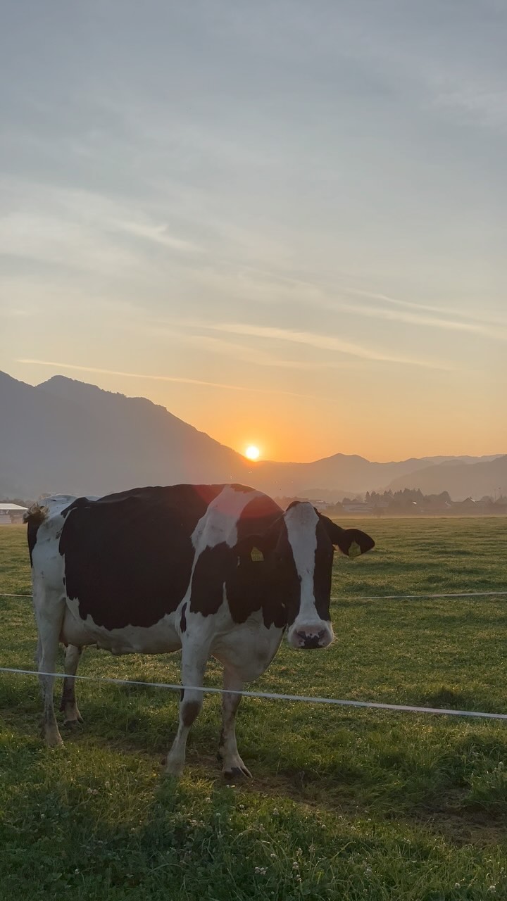 Ein Sommermorgen wie im Bilderbuch, den haben wir gerade täglich beim Kühe holen von der Weide😁
#sonnenaufgang #weidehaltung #biohof #sommer