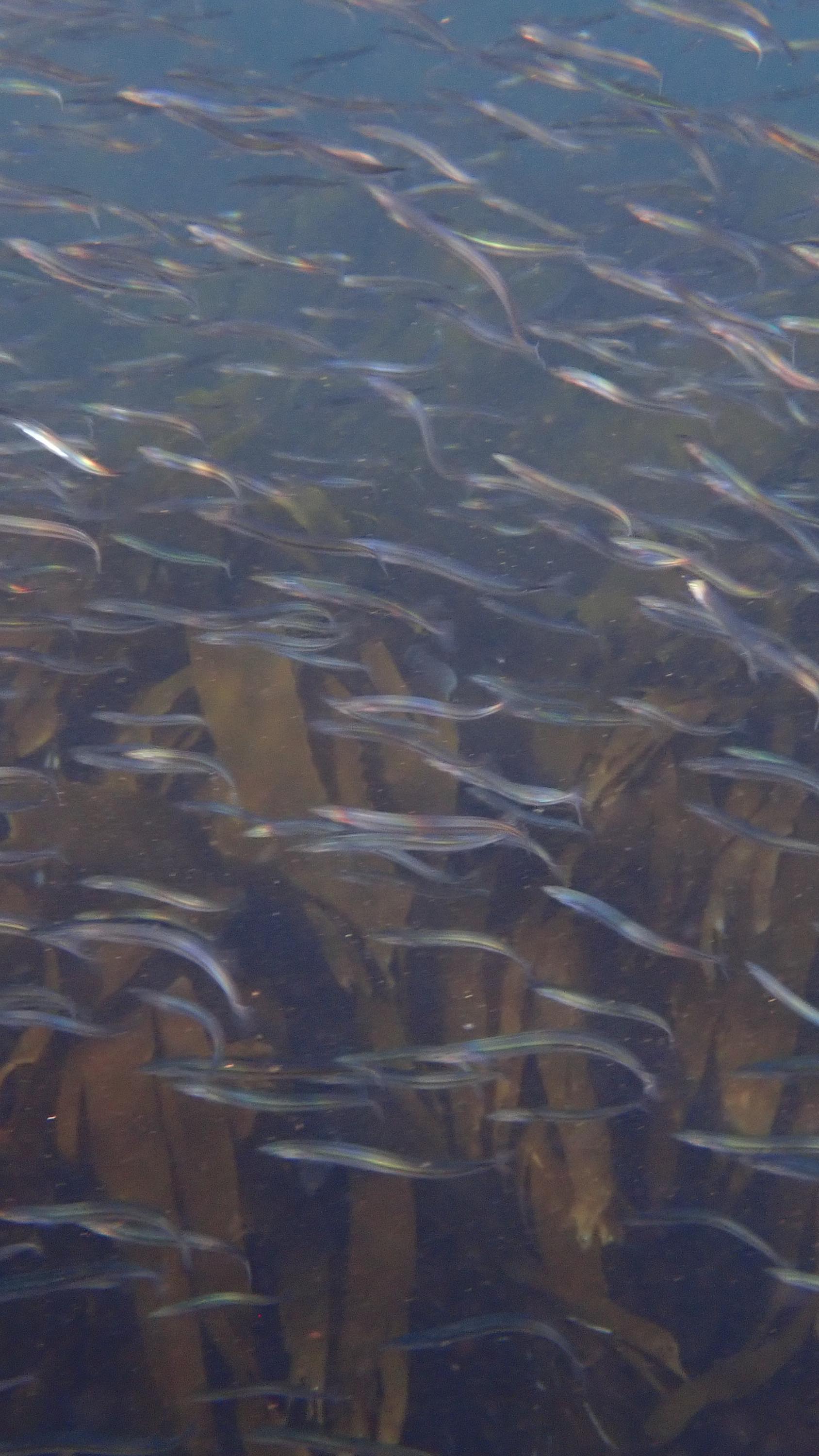 Incredible evening to be surrounded by Sandeels in such beautiful light. They were being hunted by juvenile Coley and Pollock 😮 #snorkelclub
