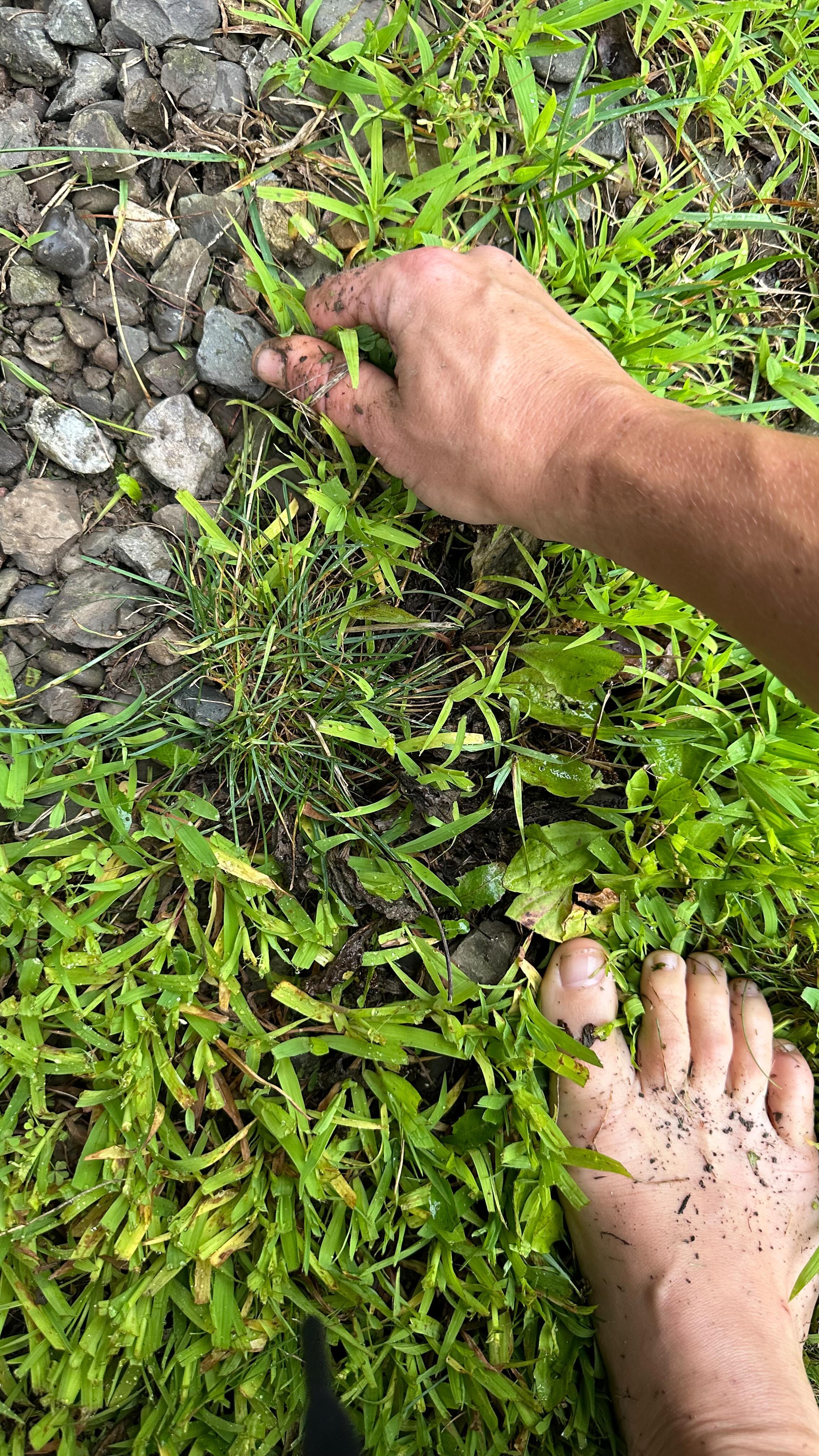 Making progress on the neverending yard work. And getting some grounding in! #grounding
