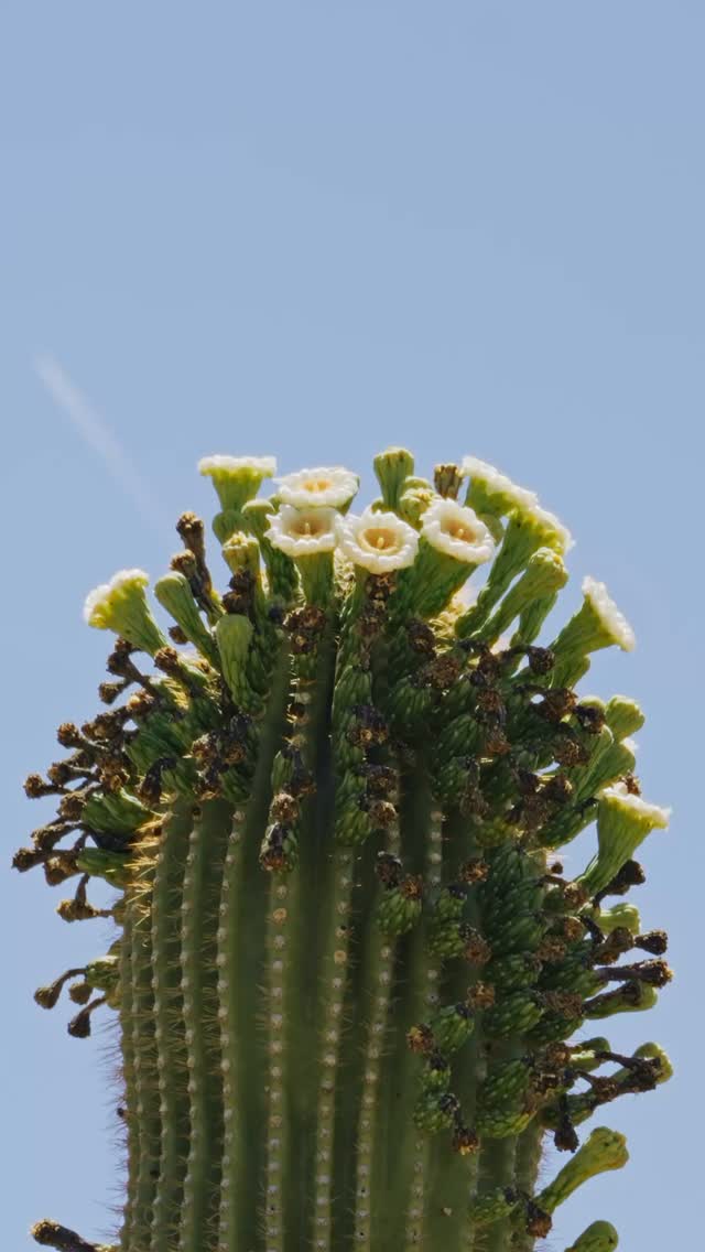 Saguaro blooms and birds in @saguaronationalpark
#saguaronationalpark #thingstodoinarizona #visitarizona #reels #arizonaisgorgeous #sonyalpha