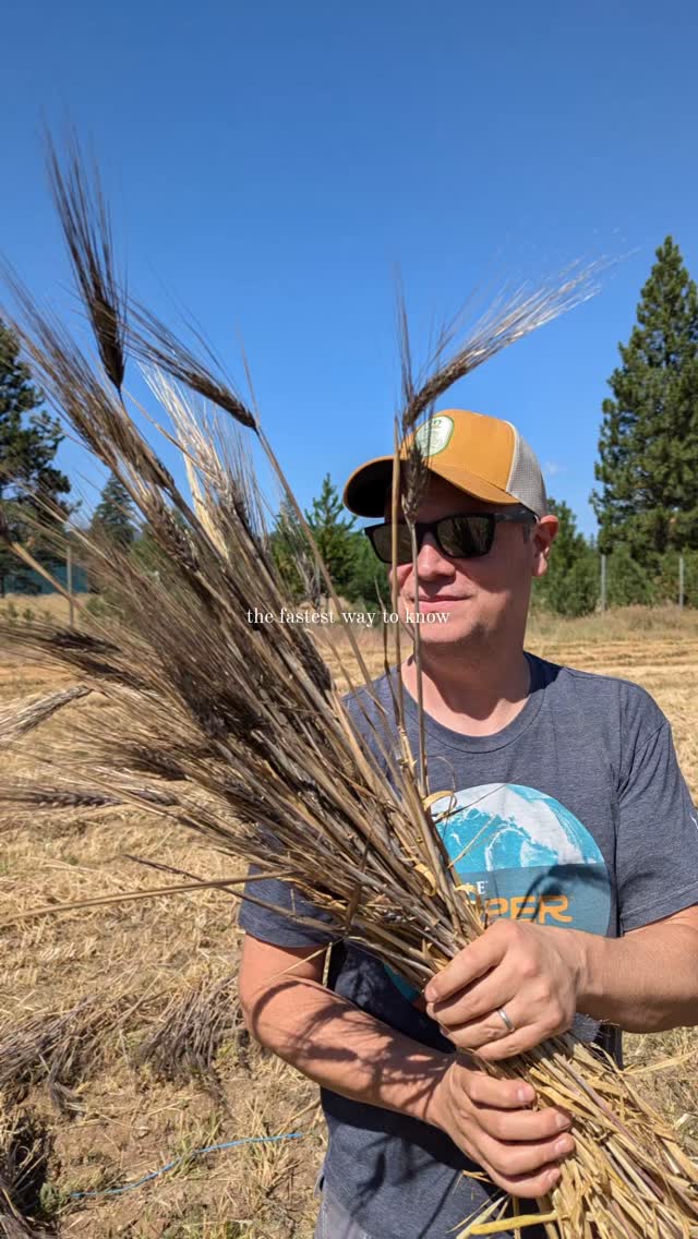 š¾ Luke's passion lies in ancient grains and bringing old grains back into production.
Our journey started 10 years ago with tiny 5-gram seed packets of rare and ancient grains.
Over the years, we nurtured these seeds, carefully growing them out on our farm.
Today, weāre proud to partner with @lh_farms and @palouseheritage to produce these grains on a larger scale, making our dream of offering flour to the public a reality.
The ag journey is always long and you have to have a lot of patience and perseverance.
But the reward is so great!
#wagrain #idahofarm #idahograin #ancientgrains #artisangrains