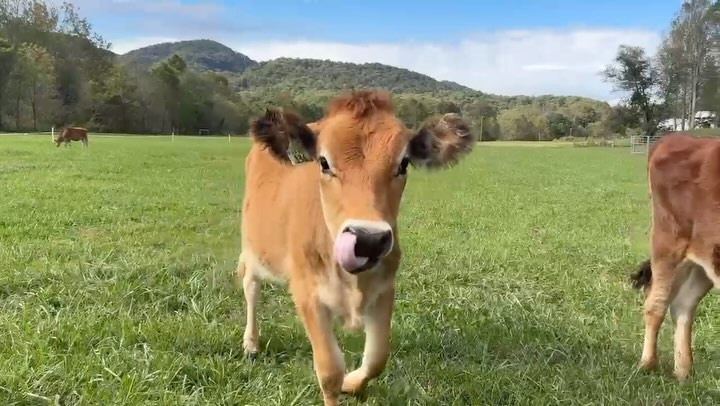 Our Jersey heifers are happy to be back in their low pasture.🌾😌
•
#localfarmers #jerseydairy #providencefarmstead #jerseyheifers #ottonc