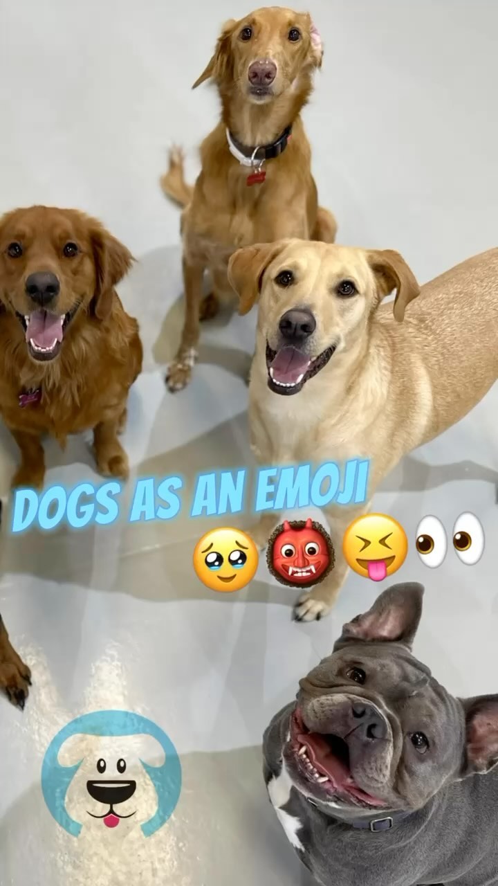 What emoji best resembles your pup? 🙃😊🥺😇🤣😎🥸🤩🥳😶🌫️🤗🫣
.
.
#dubaidogs #dogsindubai #dubai #mydubai #dogs #nyc #hellofromspot #boarding #grooming #welovedogs #dogsofdubai #dubaidog #doggieboarding #doggiedaycare #doggieboarding #dogdaycare #dogdays #uaedogs #dxbdogs #everydayawesome #adoptdontshop #pethealth #petnutrition #happypup #dog