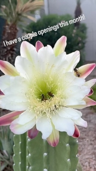 I have a couple days available this month.
If you’re looking to get back on my schedule, or start a new, smaller piece, get in touch with me.
If you’re looking to start a new larger project, my next consultation day will be in November.