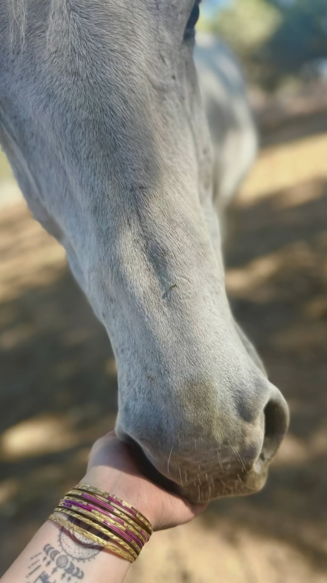 Today I had the absolute pleasure of getting to meet up with Jennifer and the horses of the @theequinehealingcollaborative What Jennifer and her team have created is nothing short of breathtaking.
The horses that they have brought to the Collaborative are rescues, and need the healing and trauma therapy as much as their human counterparts. It’s a beautiful and powerful program that they have put together, and I had the joy of participating in a demonstration with Barbie the mini-pony (who is blind) and then getting to hike up and meet the rest of her heard and see the property.
This is a program worth putting love into. The EHC is working hard to find funding to purchase the land that they are currently on so that their herd and humans are not displaced. We are doing a fundraiser here on Center St in the Villlage (The Center St Harvest Hoedown) on Sat Oct 26th, but more is needed. This is a beautiful cause worth fighting for in our community. Getting the word out to as many people as possible helps so much. Whatever donations can be made helps as well as they work to raise the $1 million to save their sanctuary.
I’ve added a link in my Bio for their fundraiser.
Thank you to the EHC for all the beautiful work you are doing.