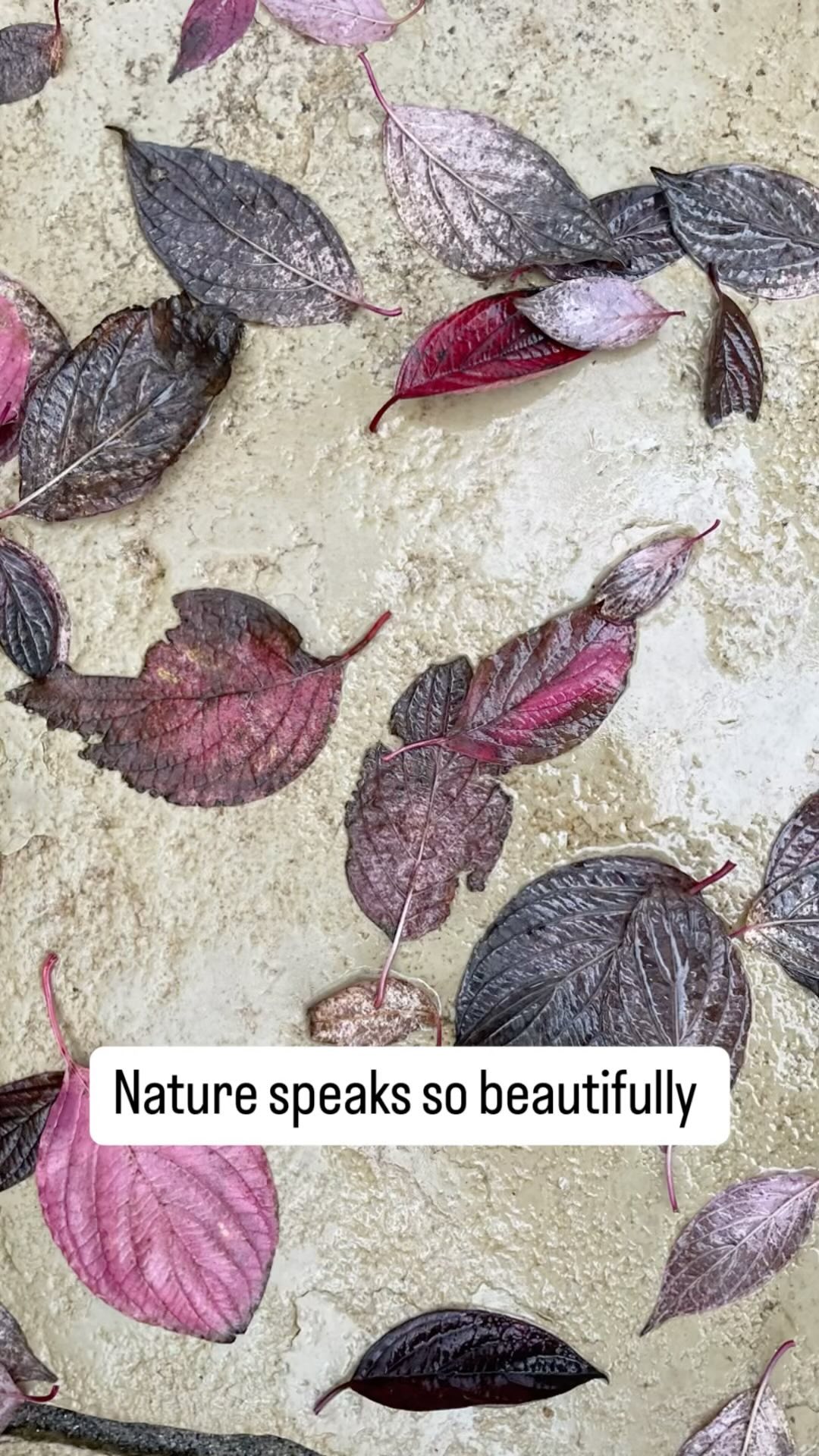 The simple beauty in the change of seasons… never ceases to amaze me…
#artoftheday #autumn #payingattention
#pumpkins #leaves #secrettsmilford