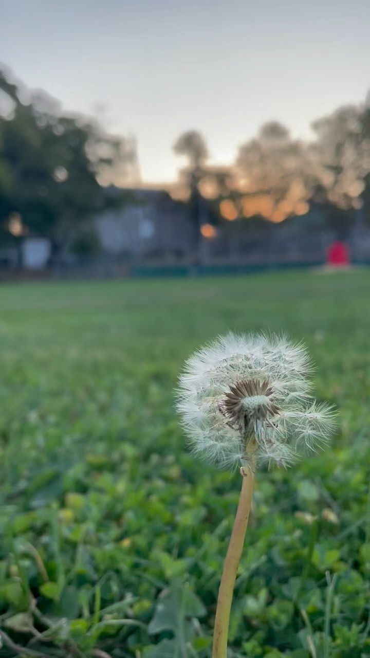 Getting ready for tomorrow’s performance at Belmont Town Day! It’s a beautiful weekend. I’m playing a solo flute set at 10:30 and I’ll be there all day!
#belmonttownday #flutist #flutefamily #flute #fluteplayer #bostonfluteteacher #fluteteacher #flutesolo #flutemusic #bostonmusician #belmontma
