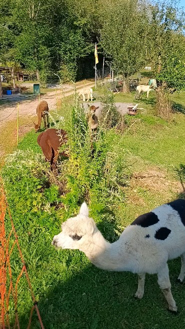 Die Pflanze sieht doch noch viel zu gut aus! Mal sehen was sich da machen lässt 😈🦙😉!!!
#obstwiesenalpakas #pepperdasobstwiesenalpaka #alpaka #alpaca #alpakasofinstagram #alpacasofinstagram #nochzugut #badmünstereifel #euskirchen #cologne #bonn #ahrtal #höhengebietbadmünstereifel #machkaputt #undtschüss #pflanze #sinnlos #sinnlosezerstörungswut