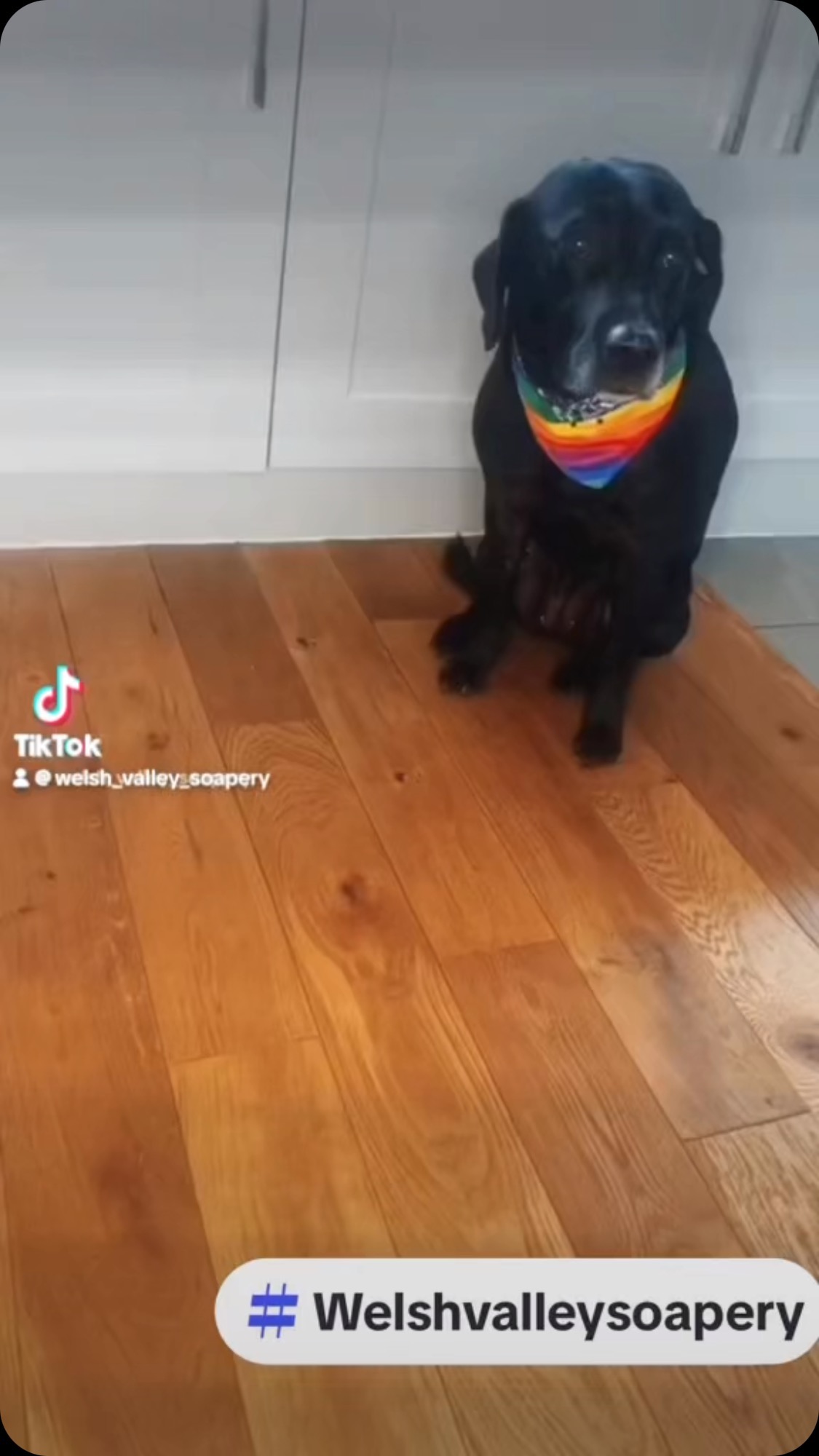 The wink was personal! #dog #funny #cute #trendin #fyp #soap #natural #dogsoftiktok #Wales #Pride #merthyrpride #clean #vegan #welsh #laugh