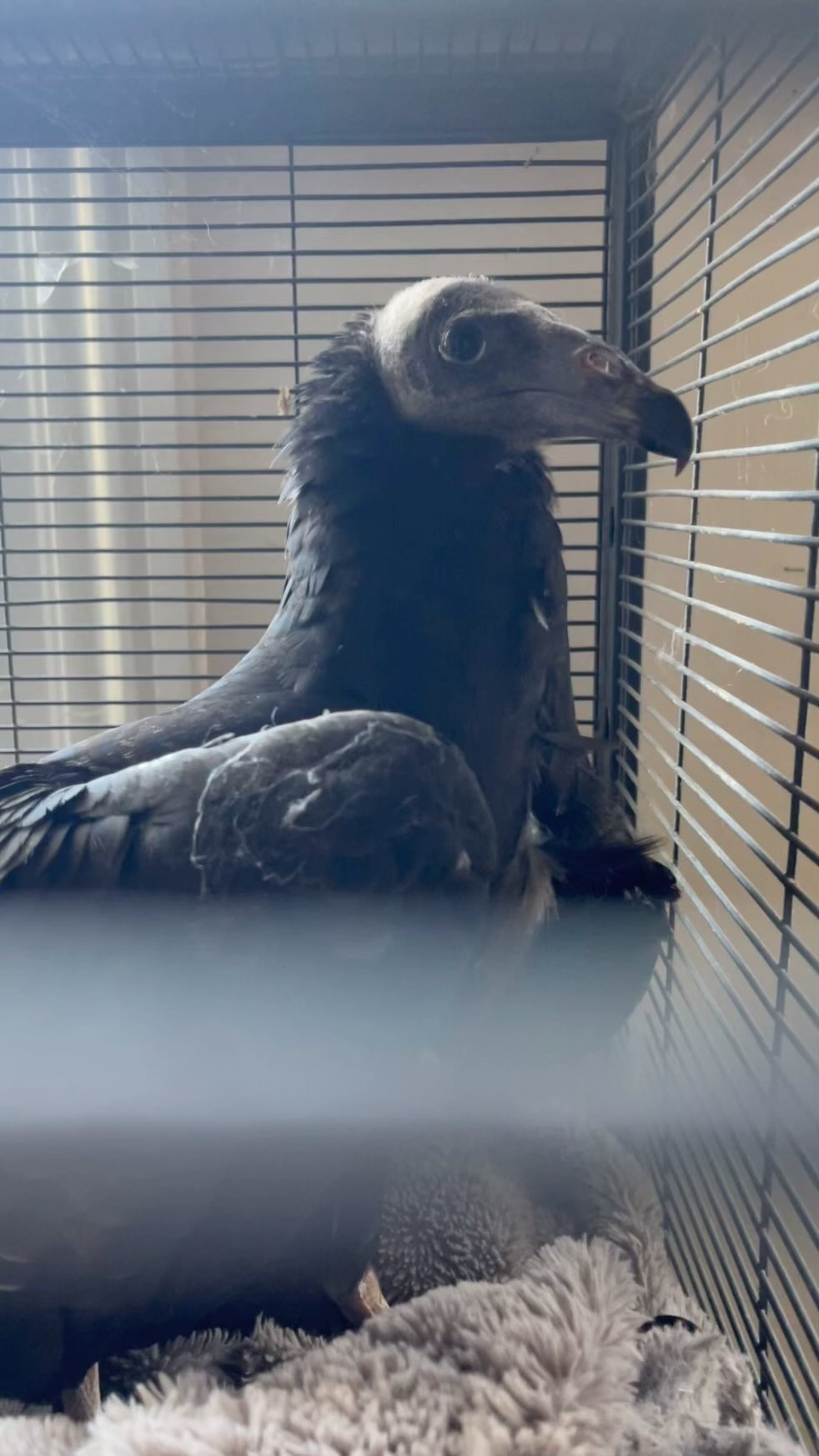 Jennica is expected to make a full recovery!!
In very related news I might go work with Davis to teach vets how to handle raptors! Spoke with the vet and she’s excited to work with me!
#vulture #rescue #wildliferescue #carrion #birds #falcon #raptor