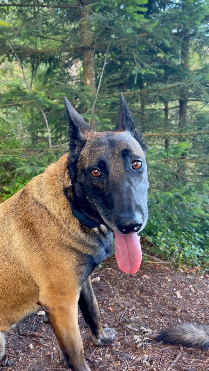 Schöne Aussicht auf den #Nonnenmattweiher im #Schwarzwald 🌲🌳🍃 #malinois #hollandseherder
