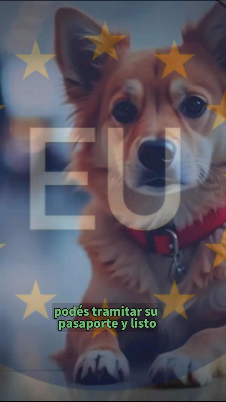 🌍 ¿Sabés que tu mascota también debe tener su pasaporte para ingresar a Europa? 🐶🐱 Si estás planeando viajar a Europa con tu mejor amig@ de cuatro patas, esto es algo que no podés dejar pasar.
Hoy, te enseño el paso a paso de cómo tramitar el pasaporte para tu perro o gato. 📝 No es complicado, pero hay algunos detalles importantes que debés tener en cuenta.
Con un pasaporte en mano, tu compañero peludo estará listo para acompañarte en todas tus aventuras internacionales. 🌎✈️
#pasaporteparamascotas #viajesconmascota #viajarconperro #viajarcongatos #PetTravel #pasaporteeuropeo #mascotasinternacionales #veteporelmundo #veterinario #online