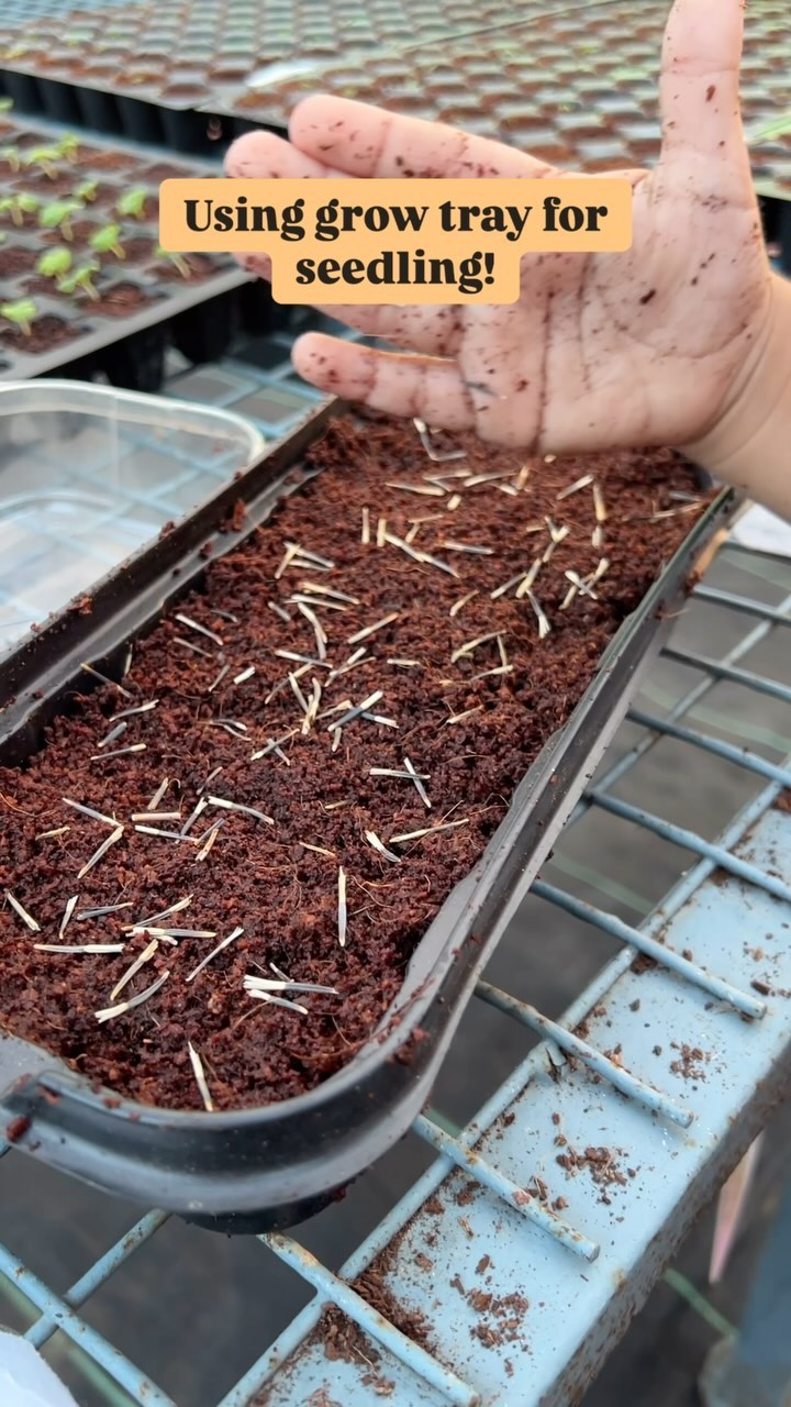 Watch as our little gardener, Ehaan, sows seeds into our seedling trays! 🌱 It’s never too early to start growing. Soon, these trays will be filled with thriving seedlings ready for the garden.
✨ Exciting news! We will be offering these seedling trays *free* on our website (conditions apply). Get ready to start your own little green paradise!