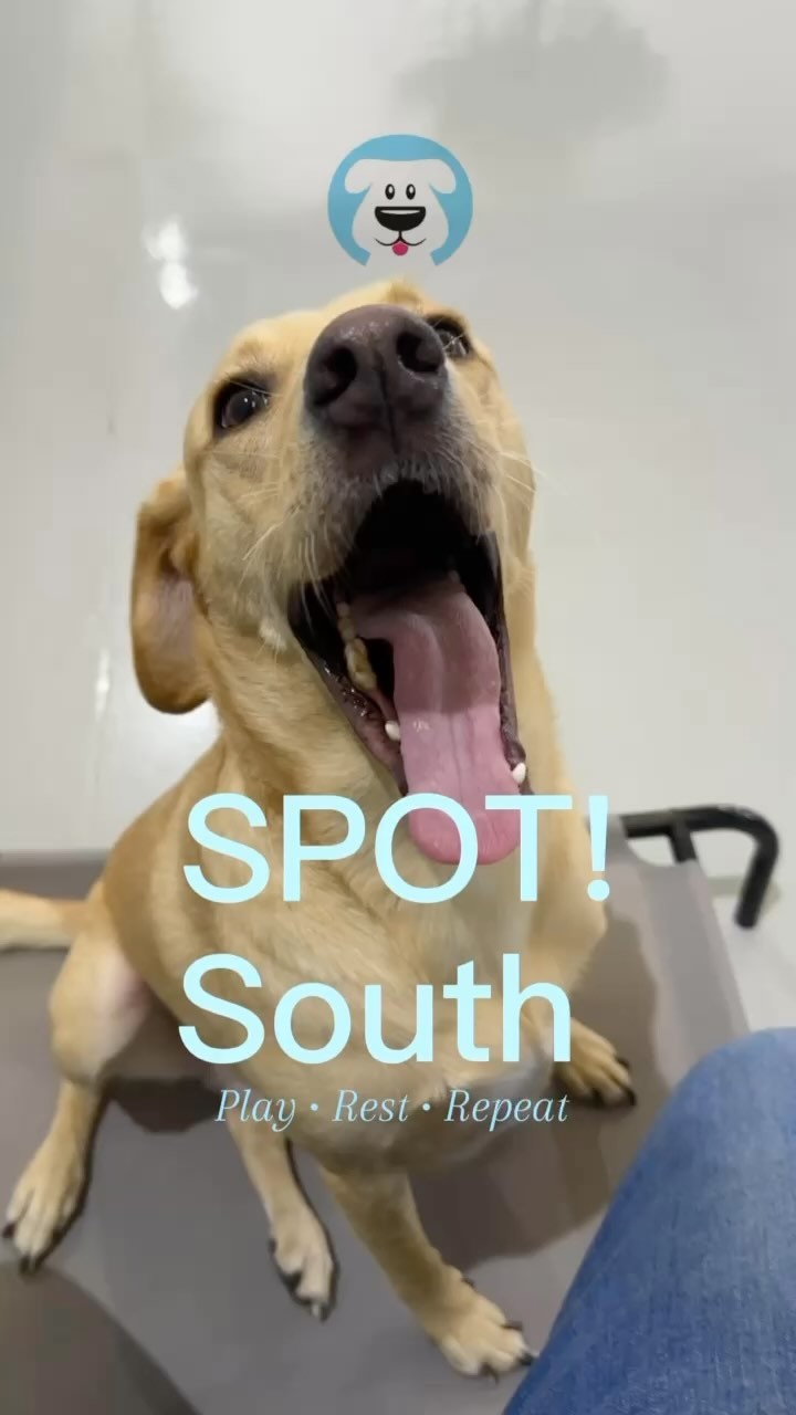 It’s Friyay! 🩵
#dubaidogs #dogsindubai #dubai #mydubai #dogs #nyc #hellofromspot #boarding #grooming #welovedogs #dogsofdubai #dubaidog #doggieboarding #doggiedaycare #doggieboarding #dogdaycare #dogdays #uaedogs #dxbdogs #everydayawesome #adoptdontshop #pethealth #petnutrition #happypup #dog