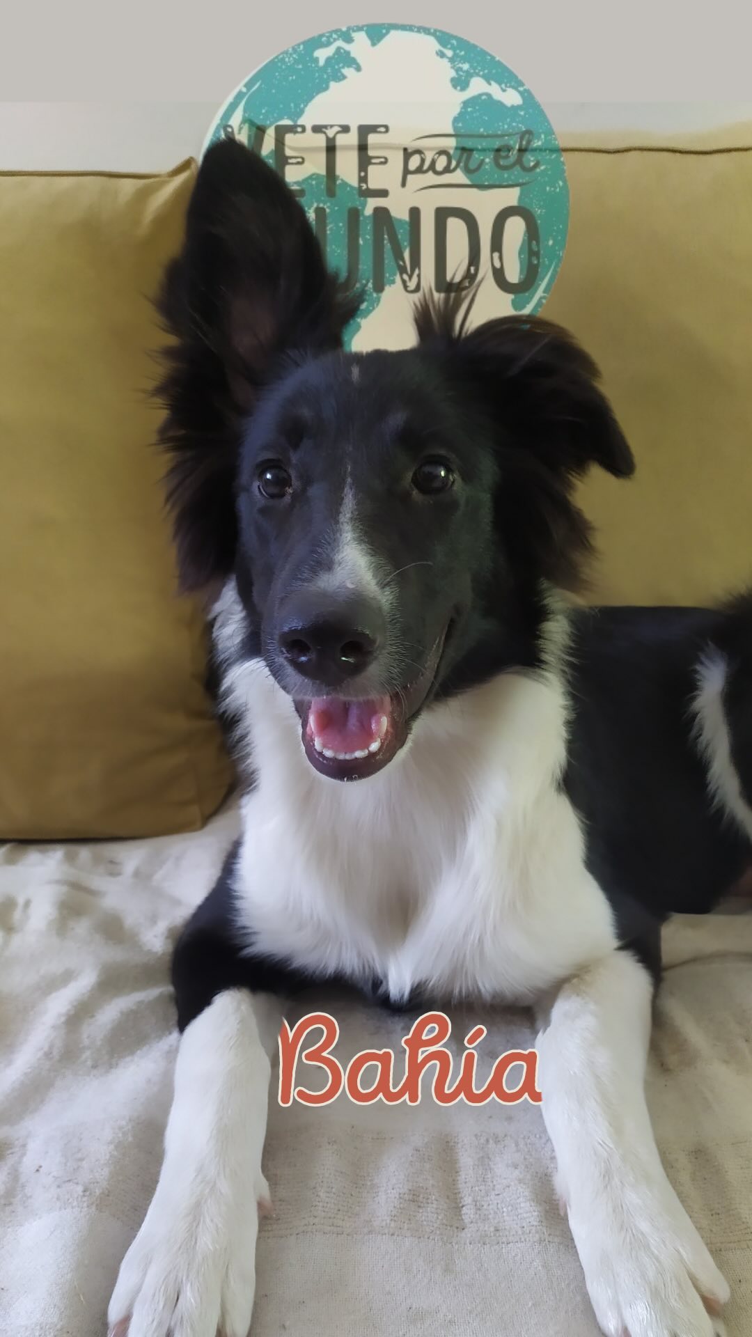 Dicen que los Border Collies son los perros más activos y trabajadores del mundo... pero Bahía no leyó ese manual. 😴🐶
Mientras todos corren y pastorean, ella prefiere supervisar las operaciones desde un lugar más cómodo. 😂
¿Tu amig@ también tiene su propio estilo de ser un superhéroe? ¡Contanos en los comentarios! 🐾💤
#veteporelmundo #mascotas #bordercollie #veterinarioonline #funnymemes