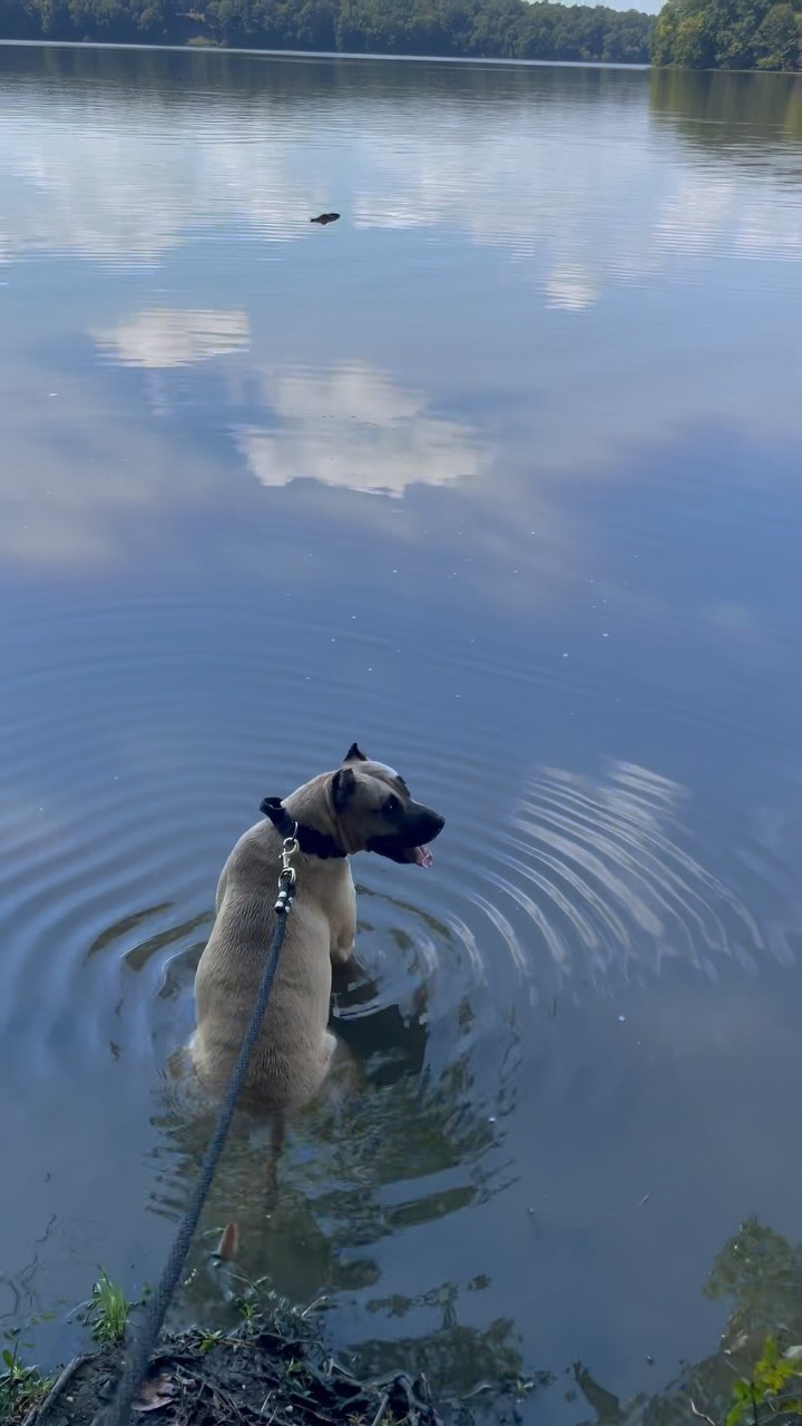 One of those heavy work days getting ready for Nationals! Started today out with a nice little bike ride, got some sprints in on the field and finished up with some swimming! With Nahla I can truly say I enjoy the journey just as much if not more than the destination!
#kingscourtkennel👑 #presacanario #dogsofinstagram #workingdog #sportingdog #bikejoring