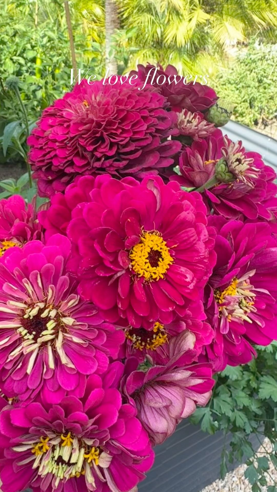 We love growing flowers in our gardens!
Flowers add beauty to a garden space, attract pollinators, smell wonderful & are fun to harvest.
Edible flowers add a beauty & flavor to dishes and cut flowers are lovely to enjoy in your home or give to someone special.
We add colorful blooms to all of our edible gardens. We also design & plant gardens just for cut flowers.
Do you love flowers too? What are you favorites?