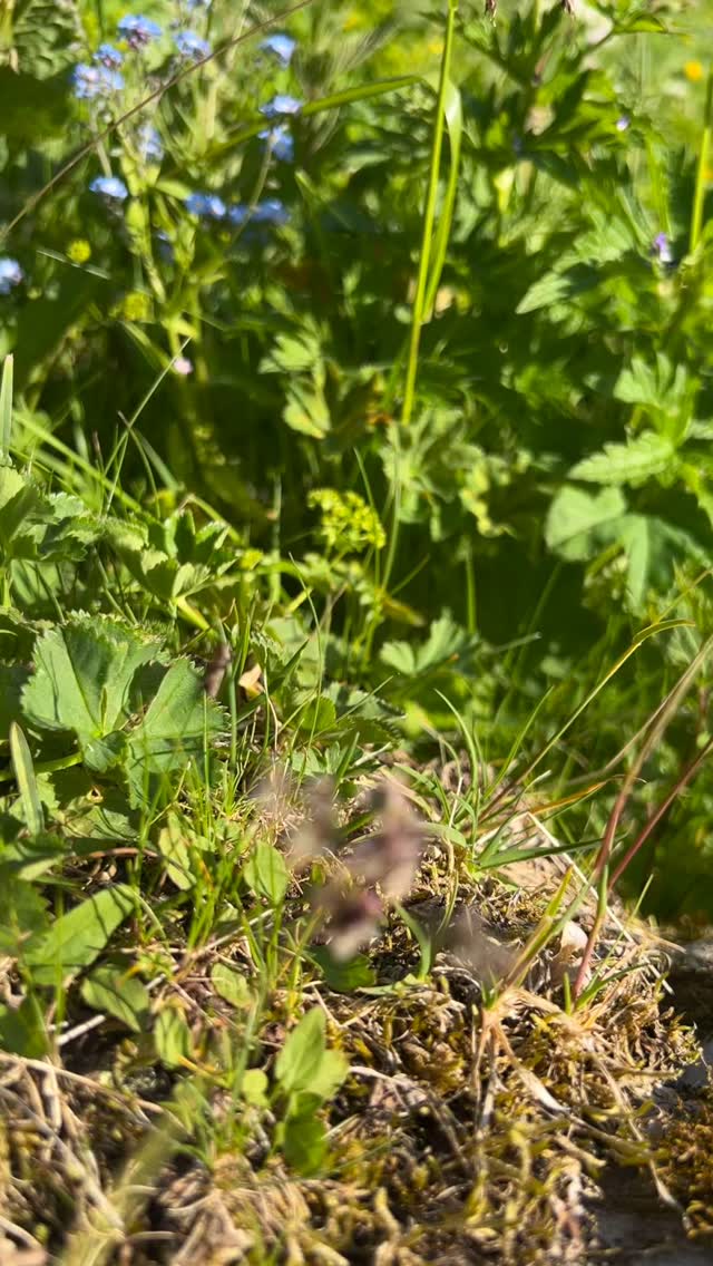 Gipfel stürmen, Sonnenaufgänge sammeln und das Leben zwischen Fels und Himmel spüren.
#Bergsommer #Wanderlust #Alpenabenteuer #wandernmachtglücklich #brandnertal #wandern #sarotlatal #alpenverein #bergliebe #brandbeibludenz #rätikon