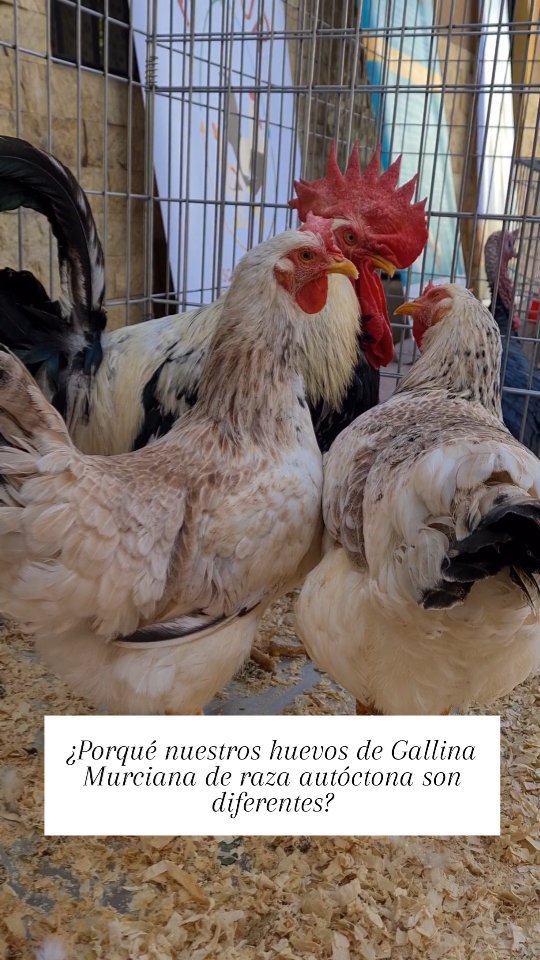 ¿Porqué nuestros huevos de Gallina Murciana son diferentes?🥚🐔
Solamente hay censadas alrededor de 700 ejemplares, en los últimos años se están recuperando gracias a la asociación Agamur y al sello 100% Raza que se le concedió.
Ponen alrededor de 110 huevos al año, frente a los casi 300 que pueden llegar a poner las gallinas híbridas. Estas razas se crían en régimen extensivo, sin jaulas y en ecológico. Tampoco se usan químicos, tóxicos o antibióticos en su cría.
Todo esto hace que sus huevos sean de excelente calidad y con un sabor y cremosidad que sorprende y que la calidad de vida de estas gallinas sea excelente.
¿Los has probado ya?
#gallinamurciana #razaautoctona #huevosgallinamurciama #huevosecologicosmurcia #vidarural