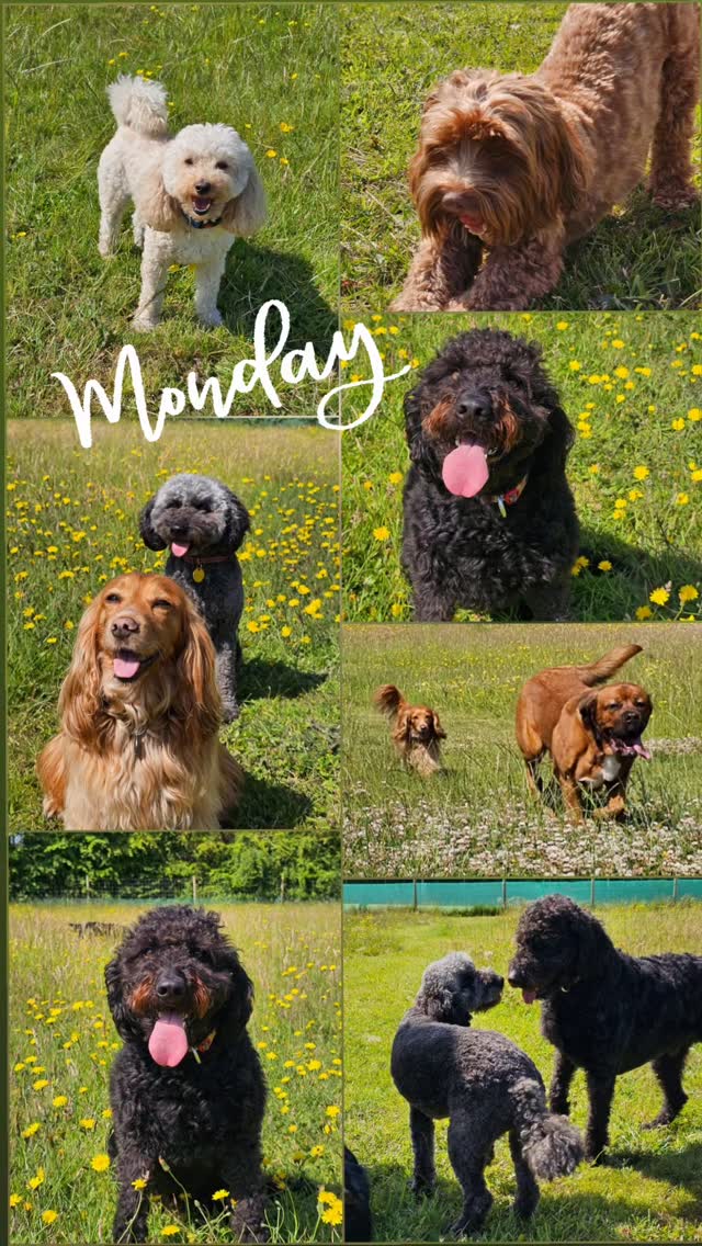 Happy Monday, just had to share these beautiful faces 🐾