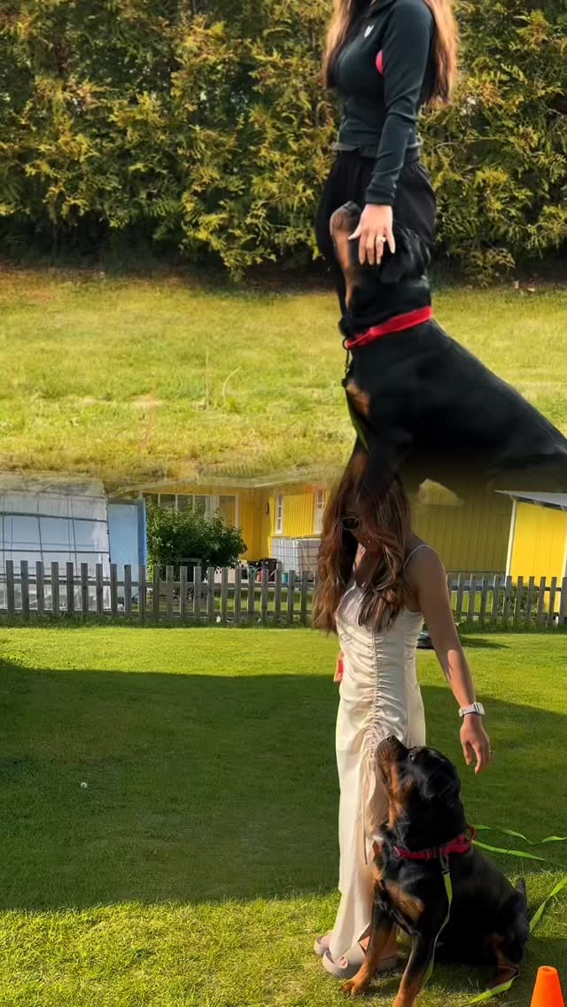 🐾 Week 3 #allink9 challenge @k9ace1
Heeling, ball tests, and a long dress debut
Week 3 of the #allinK9 challenge has been all about building distance and details in our heeling. We’ve been working on a 50-meter square track – two 10-meter sides and two 15-meter sides, walked without stopping. In total, 50 meters of continuous heeling.
We started with the ball under my arm – and Ecco managed 2x50 meters with play in between. Our starts are getting better; he takes focus quickly. Sometimes I have to redo the start if a sound catches his attention, but it’s improving steadily.
Overall, he holds position fairly well and his “prance” is showing – though we still have things to fine-tune when it comes to endurance and consistency.
Then came the test with the ball in hand – right after Estelle’s graduation, so yes, I was in a long dress doing heelwork 😅
And this is where things got interesting:
📌 Ecco tilted his head toward the ball instead of keeping it up
📌 He started to pull forward, so I had to cue “heel” mid-walk
📌 He lost a bit of his prance – it turned more into diagonal enthusiasm
Summary: Ball in hand can work – but only if I:
✅ Minimize the arm movement
✅ Adjust posture and tempo to stay in sync
As always, it’s not Ecco that needs fixing – it’s me. My body language, timing, and focus make all the difference. And that’s good news – because it means I can improve.
Now we’re entering the final week of the challenge, with even more curiosity and attention to detail in every step.
#rottweiler #rottweilerlove #rottweilerworld #rottweilers_of_instagram #heeling #focusedheeling #allink9 #obediencetraining #dogtrainingchallenge #dogandhandler #heelworkprogress #workingdog #precisiontraining #positiveobedience #lottadogpt #rottweilerlove