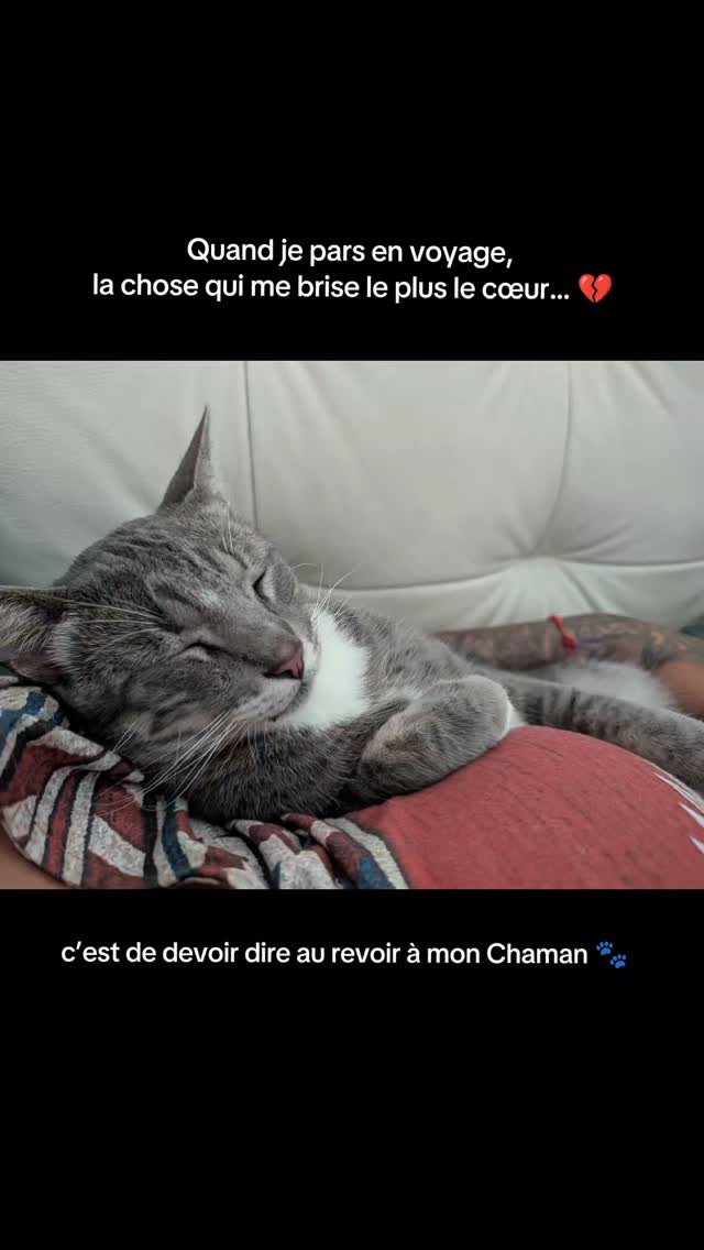 Quand je pars en voyage, la chose qui me fait le plus mal à mon cœur…
C’est de laisser mon Chaman à la maison.
Et quand je reviens… regardez ce qu’il fait 🥹💓
🐾 PS : Je cherche une nounou pour garder mes chats lors de mon prochain voyage… DM : chaman pour déposer ta candidature 😅✨