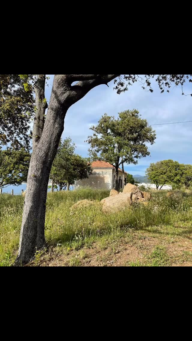 Breathing new life into this charming, timeworn island property — soon to become a refined guesthouse retreat, perfectly complementing the main estate next to it. Every stone tells a story, every window frames the endless ocean. There’s something profoundly rewarding about preserving heritage while crafting spaces that feel effortlessly luxurious and entirely at home.
Here, tradition meets timeless design — and the view? Simply unforgettable. 🌴🪟💙
#IslandLiving #OceanViewDesign #GuesthouseGoals #TimelessInteriors #LuxuryRedefined #CoastalRestoration #HeritageMeetsModern #DesignWithAView #HeirloomHomes #BespokeRenovation #SeaBreezeAndStyle #JannetGibsonButzinger #InteriorElegance #IslandEscapeVibes