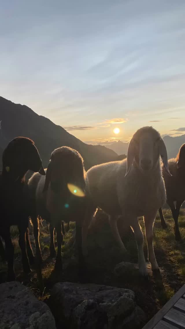 Could be worse 🤭😉🙌🏽
Eine Woche voller Abenteuer, Herzenswärme, neuen Impulsen, Inspirationen, Natur pur, luftige Höhen und traumhaften Aussichten!
Aber vor allem all die wunderbaren Menschen haben diese Woche zu etwas ganz ganz besonderem gemacht ❤️🫠
#imhierundjetztleben #dankbar #schönewoche #schönemenschen #wildwildlove #wildwildFlow